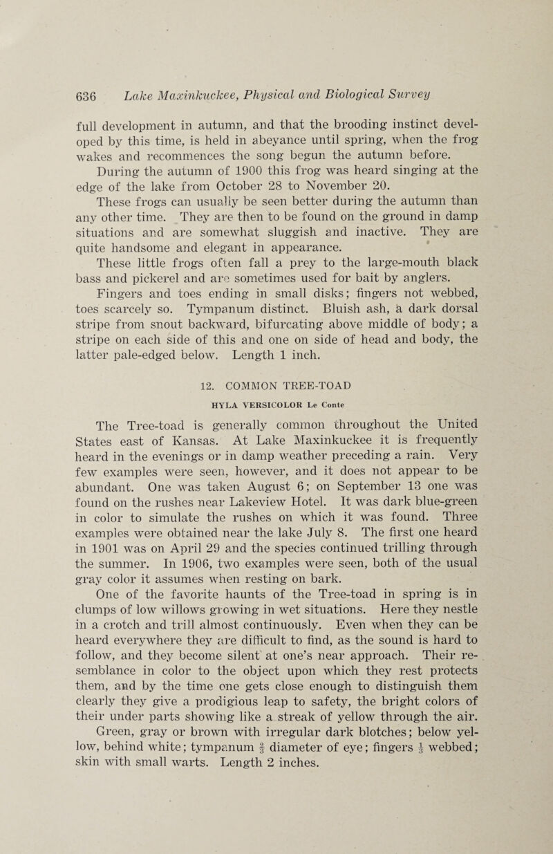 full development in autumn, and that the brooding instinct devel¬ oped by this time, is held in abeyance until spring, when the frog wakes and recommences the song begun the autumn before. During the autumn of 1900 this frog was heard singing at the edge of the lake from October 28 to November 20. These frogs can usually be seen better during the autumn than any other time. They are then to be found on the ground in damp situations and are somewhat sluggish and inactive. They are quite handsome and elegant in appearance. These little frogs often fall a prey to the large-mouth black bass and pickerel and are sometimes used for bait by anglers. Fingers and toes ending in small disks; fingers not webbed, toes scarcely so. Tympanum distinct. Bluish ash, a dark dorsal stripe from snout backward, bifurcating above middle of body; a stripe on each side of this and one on side of head and body, the latter pale-edged below. Length 1 inch. 12. COMMON TREE-TOAD HYLA VERSICOLOR Le Conte The Tree-toad is generally common throughout the United States east of Kansas. At Lake Maxinkuckee it is frequently heard in the evenings or in damp weather preceding a rain. Very few examples were seen, however, and it does not appear to be abundant. One was taken August 6; on September 13 one was found on the rushes near Lakeview Hotel. It was dark blue-green in color to simulate the rushes on which it was found. Three examples were obtained near the lake July 8. The first one heard in 1901 was on April 29 and the species continued trilling through the summer. In 1906, two examples were seen, both of the usual gray color it assumes when resting on bark. One of the favorite haunts of the Tree-toad in spring is in clumps of low willows growing in wet situations. Here they nestle in a crotch and trill almost continuously. Even when they can be heard everywhere they are difficult to find, as the sound is hard to follow, and they become silent at one’s near approach. Their re¬ semblance in color to the object upon which they rest protects them, and by the time one gets close enough to distinguish them clearly they give a prodigious leap to safety, the bright colors of their under parts showing like a streak of yellow through the air. Green, gray or brown with irregular dark blotches; below yel¬ low, behind white; tympanum f diameter of eye; fingers J webbed; skin with small warts. Length 2 inches.