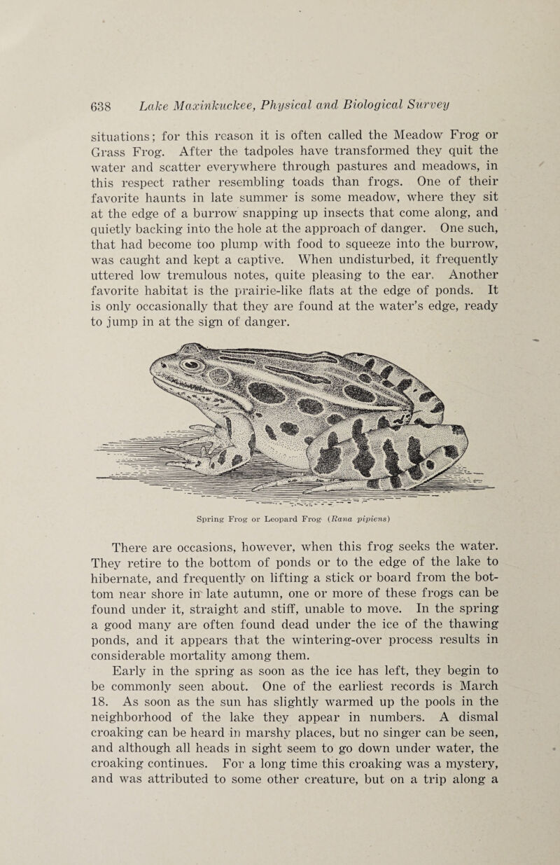 situations; for this reason it is often called the Meadow Frog or Grass Frog. After the tadpoles have transformed they quit the water and scatter everywhere through pastures and meadows, in this respect rather resembling toads than frogs. One of their favorite haunts in late summer is some meadow, where they sit at the edge of a burrow snapping up insects that come along, and quietly backing into the hole at the approach of danger. One such, that had become too plump with food to squeeze into the burrow, was caught and kept a captive. When undisturbed, it frequently uttered low tremulous notes, quite pleasing to the ear. Another favorite habitat is the prairie-like flats at the edge of ponds. It is only occasionally that they are found at the water’s edge, ready to jump in at the sign of danger. Spring Frog or Leopard Frog- (Rana 'pi’piens) There are occasions, however, when this frog seeks the water. They retire to the bottom of ponds or to the edge of the lake to hibernate, and frequently on lifting a stick or board from the bot¬ tom near shore in' late autumn, one or more of these frogs can be found under it, straight and stiff, unable to move. In the spring a good many are often found dead under the ice of the thawing ponds, and it appears that the wintering-over process results in considerable mortality among them. Early in the spring as soon as the ice has left, they begin to be commonly seen about. One of the earliest records is March 18. As soon as the sun has slightly warmed up the pools in the neighborhood of the lake they appear in numbers. A dismal croaking can be heard in marshy places, but no singer can be seen, and although all heads in sight seem to go down under water, the croaking continues. For a long time this croaking was a mystery, and was attributed to some other creature, but on a trip along a