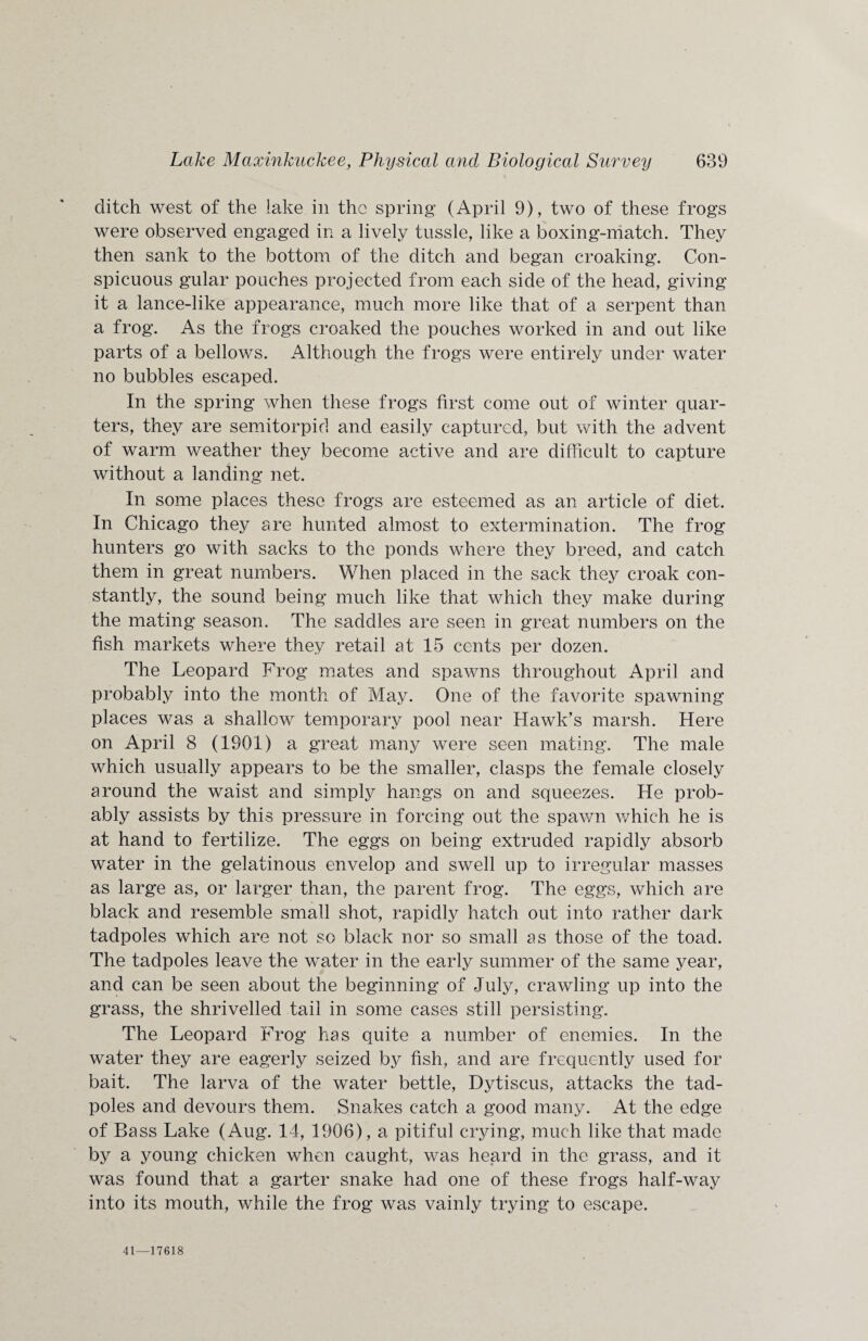 ditch west of the lake in the spring (April 9), two of these frogs were observed engaged in a lively tussle, like a boxing-match. They then sank to the bottom of the ditch and began croaking. Con¬ spicuous gular pouches projected from each side of the head, giving it a lance-like appearance, much more like that of a serpent than a frog. As the frogs croaked the pouches worked in and out like parts of a bellows. Although the frogs were entirely under water no bubbles escaped. In the spring when these frogs first come out of winter quar¬ ters, they are semitorpid and easily captured, but with the advent of warm weather they become active and are difficult to capture without a landing net. In some places these frogs are esteemed as an article of diet. In Chicago they are hunted almost to extermination. The frog hunters go with sacks to the ponds where they breed, and catch them in great numbers. When placed in the sack they croak con¬ stantly, the sound being much like that which they make during the mating season. The saddles are seen in great numbers on the fish markets where they retail at 15 cents per dozen. The Leopard Frog mates and spawns throughout April and probably into the month of May. One of the favorite spawning places was a shallow temporary pool near Hawk’s marsh. Here on April 8 (1901) a great many were seen mating. The male which usually appears to be the smaller, clasps the female closely around the waist and simply hangs on and squeezes. He prob¬ ably assists by this pressure in forcing out the spawn which he is at hand to fertilize. The eggs on being extruded rapidly absorb water in the gelatinous envelop and swell up to irregular masses as large as, or larger than, the parent frog. The eggs, which are black and resemble small shot, rapidly hatch out into rather dark tadpoles which are not so black nor so small as those of the toad. The tadpoles leave the water in the early summer of the same year, and can be seen about the beginning of July, crawling up into the grass, the shrivelled tail in some cases still persisting. The Leopard Frog has quite a number of enemies. In the water they are eagerly seized by fish, and are frequently used for bait. The larva of the water bettle, Dytiscus, attacks the tad¬ poles and devours them. Snakes catch a good many. At the edge of Bass Lake (Aug. 14, 1906), a pitiful crying, much like that made by a young chicken when caught, was heard in the grass, and it was found that a garter snake had one of these frogs half-way into its mouth, while the frog was vainly trying to escape. 41—17618