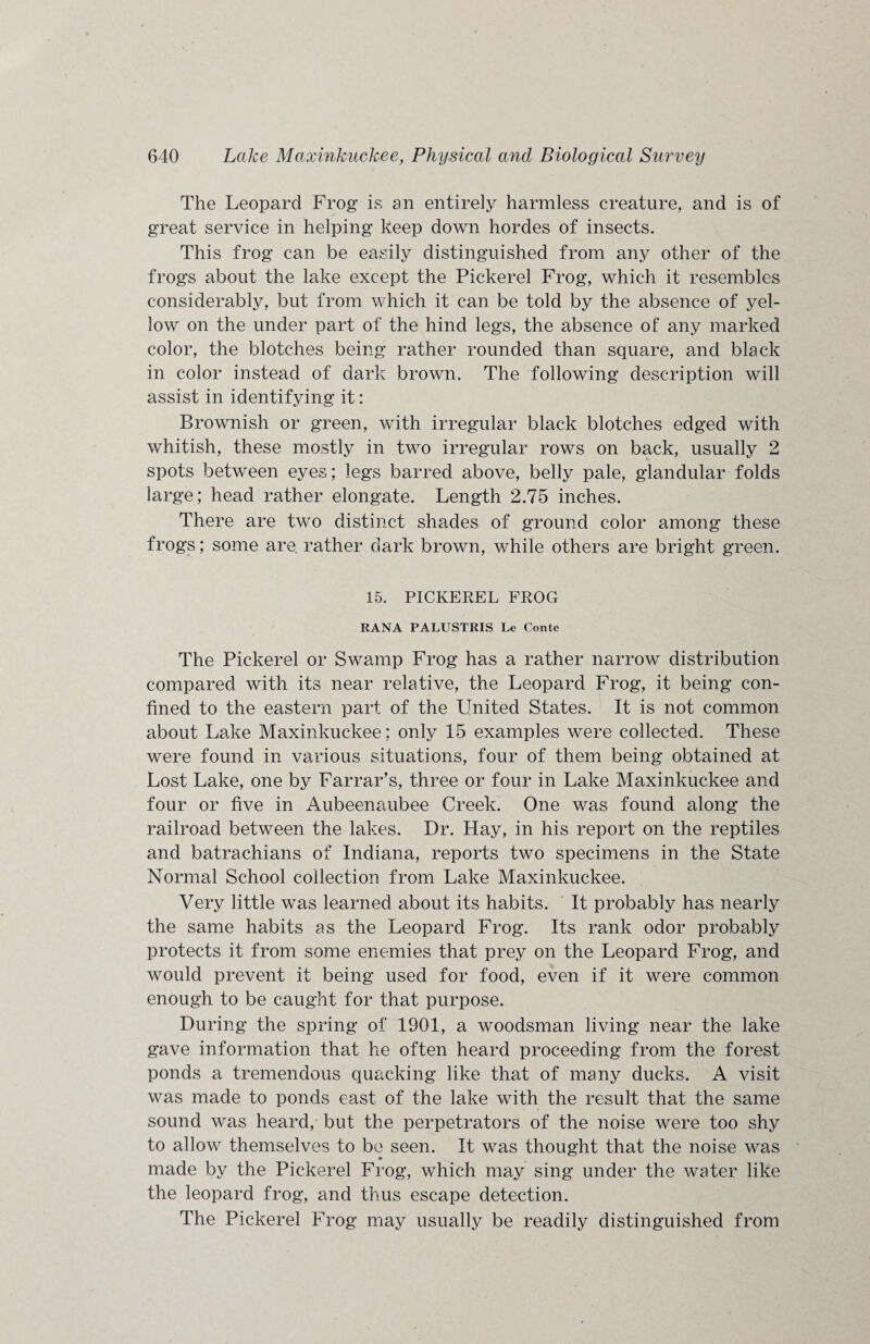 The Leopard Frog is an entirely harmless creature, and is of great service in helping keep down hordes of insects. This frog can be easily distinguished from any other of the frogs about the lake except the Pickerel Frog, which it resembles considerably, but from which it can be told by the absence of yel¬ low on the under part of the hind legs, the absence of any marked color, the blotches being rather rounded than square, and black in color instead of dark brown. The following description will assist in identifying it: Brownish or green, with irregular black blotches edged with whitish, these mostly in two irregular rows on back, usually 2 spots between eyes; legs barred above, belly pale, glandular folds large; head rather elongate. Length 2.75 inches. There are two distinct shades of ground color among these frogs; some are. rather dark brown, while others are bright green. 15. PICKEREL FROG RANA PALUSTRIS Le Conte The Pickerel or Swamp Frog has a rather narrow distribution compared with its near relative, the Leopard Frog, it being con¬ fined to the eastern part of the United States. It is not common about Lake Maxinkuckee; only 15 examples were collected. These were found in various situations, four of them being obtained at Lost Lake, one by Farrar’s, three or four in Lake Maxinkuckee and four or five in Aubeenaubee Creek. One was found along the railroad between the lakes. Dr. Hay, in his report on the reptiles and batrachians of Indiana, reports two specimens in the State Normal School collection from Lake Maxinkuckee. Very little was learned about its habits. It probably has nearly the same habits as the Leopard Frog. Its rank odor probably protects it from some enemies that prey on the Leopard Frog, and would prevent it being used for food, even if it were common enough to be caught for that purpose. During the spring of 1901, a woodsman living near the lake gave information that he often heard proceeding from the forest ponds a tremendous quacking like that of many ducks. A visit was made to ponds east of the lake with the result that the same sound was heard, but the perpetrators of the noise were too shy to allow themselves to be seen. It was thought that the noise was made by the Pickerel Frog, which may sing under the water like the leopard frog, and thus escape detection. The Pickerel Frog may usually be readily distinguished from