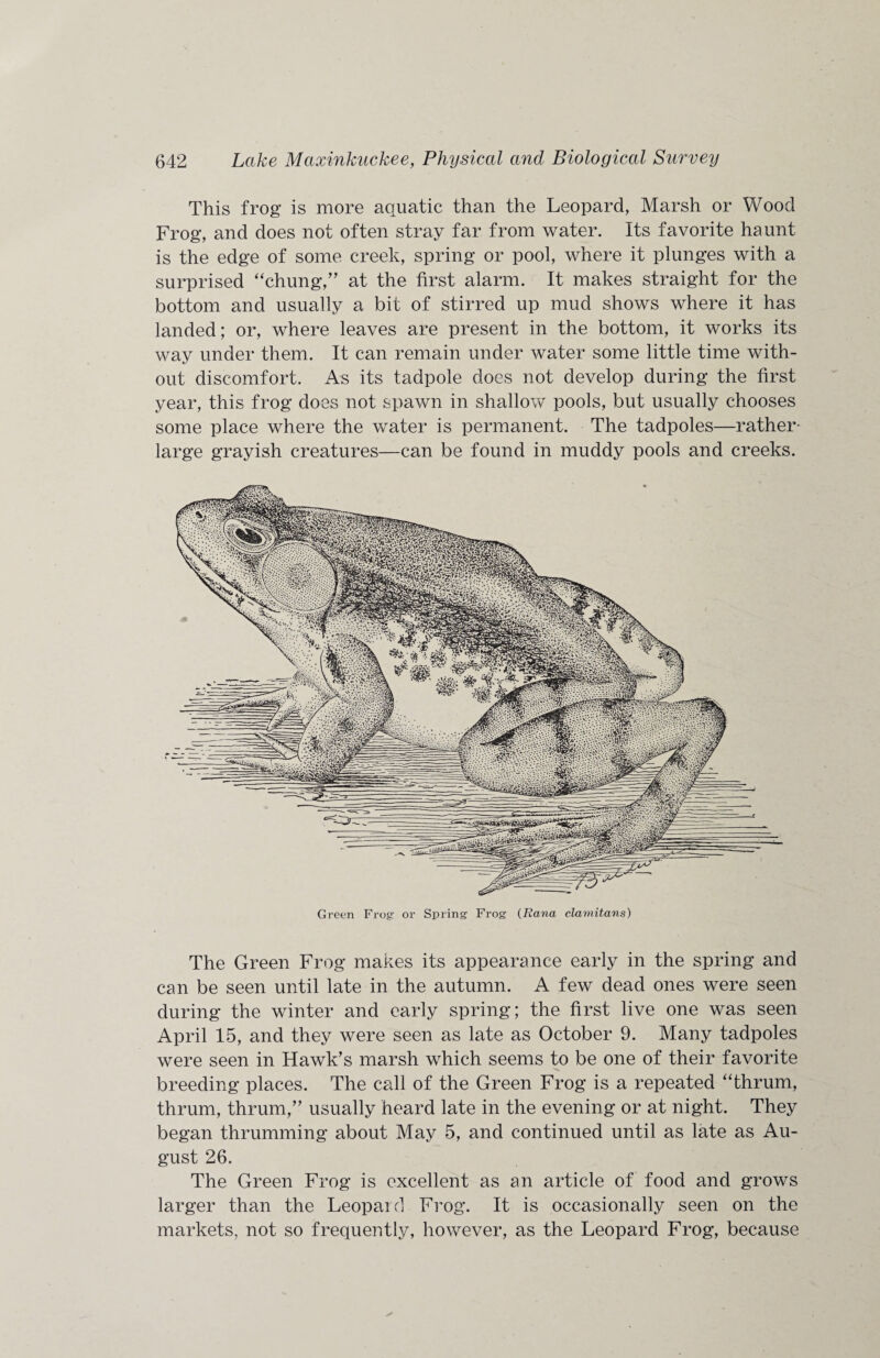 This frog is more aquatic than the Leopard, Marsh or Wood Frog, and does not often stray far from water. Its favorite haunt is the edge of some creek, spring or pool, where it plunges with a surprised “chung,” at the first alarm. It makes straight for the bottom and usually a bit of stirred up mud shows where it has landed; or, where leaves are present in the bottom, it works its way under them. It can remain under water some little time with¬ out discomfort. As its tadpole does not develop during the first year, this frog does not spawn in shallow pools, but usually chooses some place where the water is permanent. The tadpoles—rather* large grayish creatures—can be found in muddy pools and creeks. Green Frog: or Spring Frog (Rana clamitans) The Green Frog makes its appearance early in the spring and can be seen until late in the autumn. A few dead ones were seen during the winter and early spring; the first live one was seen April 15, and they were seen as late as October 9. Many tadpoles were seen in Hawk’s marsh which seems to be one of their favorite breeding places. The call of the Green Frog is a repeated ‘Thrum, thrum, thrum,” usually heard late in the evening or at night. They began thrumming about May 5, and continued until as late as Au¬ gust 26. The Green Frog is excellent as an article of food and grows larger than the Leopard Frog. It is occasionally seen on the markets, not so frequently, however, as the Leopard Frog, because