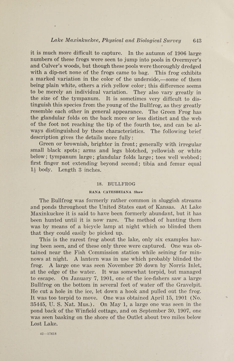 it is much more difficult to capture. In the autumn of 1906 large numbers of these frogs were seen to jump into pools in Overmyer’s and Culver’s woods, but though these pools were thoroughly dredged with a dip-net none of the frogs came to bag. This frog exhibits a marked variation in the color of the underside,—some of them being plain white, others a rich yellow color; this difference seems to be merely an individual variation. They also vary greatly in the size of the tympanum. It is sometimes very difficult to dis¬ tinguish this species from the young of the Bullfrog, as they greatly resemble each other in general appearance. The Green Frog has the glandular folds on the back more or less distinct and the web of the foot not reaching the tip of the fourth toe, and can be al¬ ways distinguished by these characteristics. The following brief description gives the details more fully: Green or brownish, brighter in front; generally with irregular small black spots; arms and legs blotched, yellowish or white below; tympanum large; glandular folds large; toes well webbed; first finger not extending beyond second; tibia and femur equal H body. Length 3 inches. 18. BULLFROG RANA CATESBEIANA Shaw The Bullfrog was formerly rather common in sluggish streams and ponds throughout the United States east of Kansas. At Lake Maxinkuckee it is said to have been formerly abundant, but it has been hunted until it is now rare. The method of hunting them was by means of a bicycle lamp at night which so blinded them that they could easily be picked up. This is the rarest frog about the lake, only six examples hav¬ ing been seen, and of these only three were captured. One was ob¬ tained near the Fish Commission station while seining for min¬ nows at night. A lantern was in use which probably blinded the frog. A large one was seen November 20 down by Norris Inlet, at the edge of the water. It was somewhat torpid, but managed to escape. On January 7, 1901, one of the ice-fishers saw a large Bullfrog on the bottom in several feet of water off the Gravelpit. He cut a hole in the ice, let down a hook and pulled out the frog. It was too torpid to move. One was obtained April 15, 1901 (No. 35445, U. S. Nat. Mus.). On May 1, a large one was seen in the pond back of the Winfield cottage, and on September 30, 1907, one was seen basking on the shore of the Outlet about two miles below Lost Lake. 42—17618