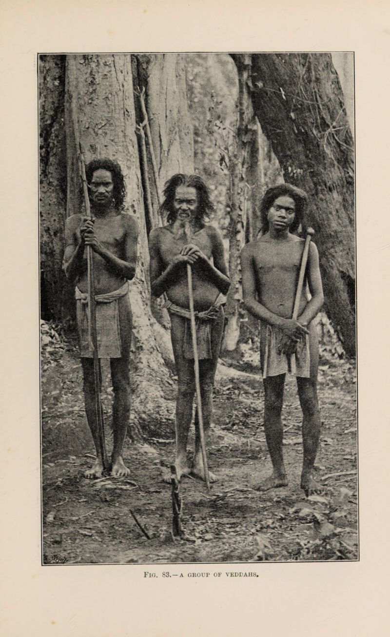 Fig. 83.—a group of veddahs,