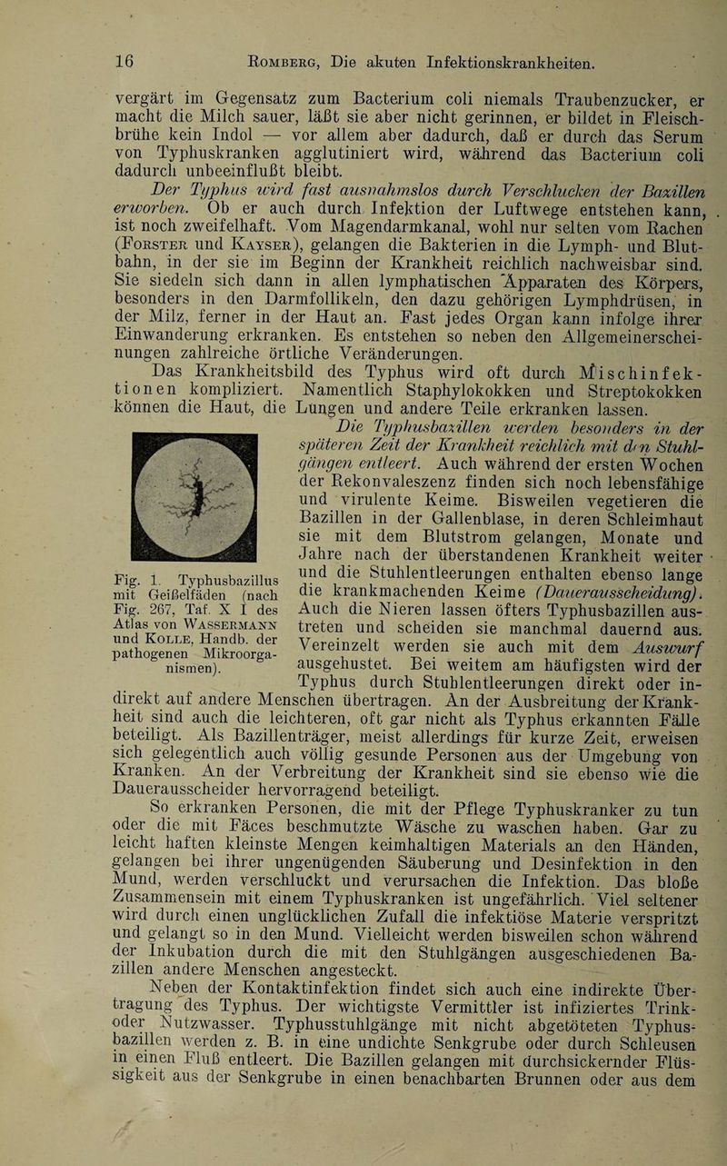 vergärt im Gegensatz zum Bacterium coli niemals Traubenzucker, er macht die Milch sauer, läßt sie aber nicht gerinnen, er bildet in Fleisch¬ brühe kein Indol — vor allem aber dadurch, daß er durch das Serum von Typhuskranken agglutiniert wird, während das Bacterium coli dadurch unbeeinflußt bleibt. Der Typhus wird fast ausnahmslos durch Verschlucken der Bazillen erworben. Ob er auch durch Infektion der Luftwege entstehen kann, ist noch zweifelhaft. Vom Magendarmkanal, wohl nur selten vom Bachen (Förster und Kayser), gelangen die Bakterien in die Lymph- und Blut¬ bahn, in der sie im Beginn der Krankheit reichlich nachweisbar sind. Sie siedeln sich dann in allen lymphatischen 'Apparaten des Körpers, besonders in den Darmfollikeln, den dazu gehörigen Lymphdrüsen, in der Milz, ferner in der Haut an. Fast jedes Organ kann infolge ihrer Einwanderung erkranken. Es entstehen so neben den Allgemeinerschei¬ nungen zahlreiche örtliche Veränderungen. Das Krankheitsbild des Typhus wird oft durch Mischinfek¬ tionen kompliziert. Namentlich Staphylokokken und Streptokokken können die Haut, die Lungen und andere Teile erkranken lassen. Die Typhusbazillen werden besonders in der späteren Zeit der Krankheit reichlich mit d<n Stuhl- gängen entleert. Auch während der ersten Wochen der Rekonvaleszenz finden sich noch lebensfähige und virulente Keime. Bisweilen vegetieren die Bazillen in der Gallenblase, in deren Schleimhaut sie mit dem Blutstrom gelangen, Monate und Jahre nach der überstandenen Krankheit weiter und die Stuhlentleerungen enthalten ebenso lange die krankmachenden Keime (Bauerausscheidung). Auch die Nieren lassen öfters Typhusbazillen aus¬ treten und scheiden sie manchmal dauernd aus. Vereinzelt werden sie auch mit dem Auswurf ausgehustet. Bei weitem am häufigsten wird der Typhus durch Stuhlentleerungen direkt oder in¬ direkt auf andere Menschen übertragen. An der Ausbreitung der Krank¬ heit sind auch die leichteren, oft gar nicht als Typhus erkannten Fälle beteiligt. Als Bazillenträger, meist allerdings für kurze Zeit, erweisen sich gelegentlich auch völlig gesunde Personen aus der Umgebung von Kranken. An der Verbreitung der Krankheit sind sie ebenso wie die Dauerausscheider hervorragend beteiligt. So erkranken Personen, die mit der Pflege Typhuskranker zu tun oder die mit Fäces beschmutzte Wäsche zu waschen haben. Gar zu leicht haften kleinste Mengen keimhaltigen Materials an den Händen, gelangen bei ihrer ungenügenden Säuberung und Desinfektion in den Mund, werden verschluckt und verursachen die Infektion. Das bloße Zusammensein mit einem Typhuskranken ist ungefährlich. Viel seltener wird durch einen unglücklichen Zufall die infektiöse Materie verspritzt und gelangt so in den Mund. Vielleicht werden bisweilen schon während der Inkubation durch die mit den Stuhlgängen ausgeschiedenen Ba¬ zillen andere Menschen angesteckt. Neben der Kontaktinfektion findet sich auch eine indirekte Über¬ tragung des Typhus. Der wichtigste Vermittler ist infiziertes Trink¬ oder Nutzwasser. Typhusstuhlgänge mit nicht abgetöteten Typhus¬ bazillen werden z. B. in eine undichte Senkgrube oder durch Schleusen in einen Fluß entleert. Die Bazillen gelangen mit durchsickernder Flüs¬ sigkeit aus der Senkgrube in einen benachbarten Brunnen oder aus dem Fig. 1. Typhusbazillus mit Geißelfäden (nach Fig. 267, Taf. X I des Atlas von Wassermann und Kolle, Handb. der pathogenen Mikroorga¬ nismen).