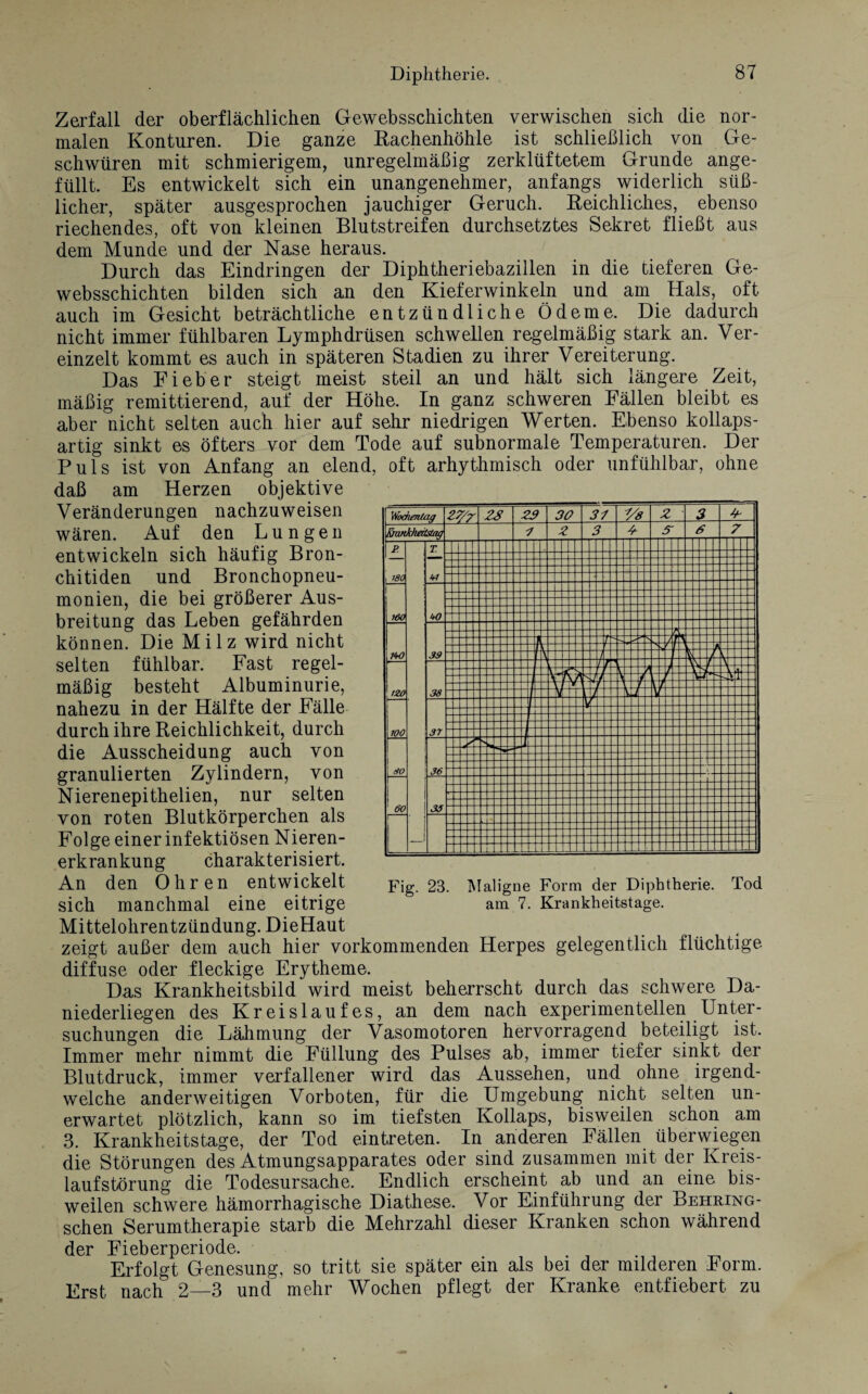 Zerfall der oberflächlichen Gewebsschichten verwischen sich die nor¬ malen Konturen. Die ganze Rachenhöhle ist schließlich von Ge¬ schwüren mit schmierigem, unregelmäßig zerklüftetem Grunde ange¬ füllt. Es entwickelt sich ein unangenehmer, anfangs widerlich sü߬ licher, später ausgesprochen jauchiger Geruch. Reichliches, ebenso riechendes, oft von kleinen Blutstreifen durchsetztes Sekret fließt aus dem Munde und der Nase heraus. Durch das Eindringen der Diphtheriebazillen in die tieferen Ge¬ websschichten bilden sich an den Kieferwinkeln und am Hals, oft auch im Gesicht beträchtliche entzündliche Ödeme. Die dadurch nicht immer fühlbaren Lymphdrüsen schwellen regelmäßig stark an. Ver¬ einzelt kommt es auch in späteren Stadien zu ihrer Vereiterung. Das Fieber steigt meist steil an und hält sich längere Zeit, mäßig remittierend, auf der Höhe. In ganz schweren Fällen bleibt es aber nicht selten auch hier auf sehr niedrigen Werten. Ebenso kollaps¬ artig sinkt es öfters vor dem Tode auf subnormale Temperaturen. Der Puls ist von Anfang an elend, oft arhythmisch oder unfühlbar, ohne daß am Herzen objektive Veränderungen nachzuweisen wären. Auf den Lungen entwickeln sich häufig Bron¬ chitiden und Bronchopneu¬ monien, die bei größerer Aus¬ breitung das Leben gefährden können. Die Milz wird nicht selten fühlbar. Fast regel¬ mäßig besteht Albuminurie, nahezu in der Hälfte der Fälle durch ihre Reichlichkeit, durch die Ausscheidung auch von granulierten Zylindern, von Nieren epithelien, nur selten von roten Blutkörperchen als Folge einer infektiösen Nieren¬ erkrankung charakterisiert. An den Ohren entwickelt Fig. 23. Maligne Form der Diphtherie. Tod sich manchmal eine eitrige am 7. Krankheitstage. Mittelohrentzündung. DieHaut zeigt außer dem auch hier vorkommenden Herpes gelegentlich flüchtige diffuse oder fleckige Erytheme. Das Krankheitsbild wird meist beherrscht durch das schwere Da¬ niederliegen des Kreislaufes, an dem nach experimentellen Unter¬ suchungen die Lähmung der Vasomotoren hervorragend beteiligt ist. Immer mehr nimmt die Füllung des Pulses ab, immer tiefer sinkt der Blutdruck, immer verfallener wird das Aussehen, und ohne irgend¬ welche anderweitigen Vorboten, für die Umgebung nicht selten un¬ erwartet plötzlich, kann so im tiefsten Kollaps, bisweilen schon am 3. Krankheitstage, der Tod eintreten. In anderen Fällen überwiegen die Störungen des Atmungsapparates oder sind zusammen mit der Kreis¬ laufstörung die Todesursache. Endlich erscheint ab und an eine bis¬ weilen schwere hämorrhagische Diathese. Vor Einführung der Behring- schen Serumtherapie starb die Mehrzahl dieser Kranken schon während der Fieberperiode. Erfolgt Genesung, so tritt sie später ein als bei der milderen Form. Erst nach 2—3 und mehr Wochen pflegt der Kranke entfiebert zu