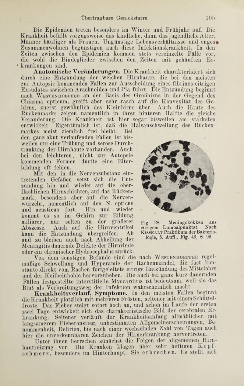 Die Epidemien treten besonders im Winter und Frühjahr auf. Die Krankheit befällt vorzugsweise das kindliche, dann das jugendliche Alter, Männer häufiger als Frauen. Ungünstige Lebensverhältnisse und enges* Zusammenwohnen begünstigen auch diese Infektionskrankheit. In den Zeiten zwischen den Epidemien kommen stets vereinzelte Fälle vor, die wohl die Bindeglieder zwischen den Zeiten mit gehäuften Er- ' krankungen sind. Anatomische Veränderungen. Die Krankheit charakterisiert sich durch eine Entzündung der weichen Hirnhäute, die bei den meisten zur Autopsie kommenden Fällen zur Ausscheidung eines fibrinös-eitrigen Exsudates zwischen Arachnoidea und Pia führt. Die Entzündung beginnt nach Westenhoeffer an der Basis des Großhirns in der Gegend des Chiasma opticum, greift aber sehr rasch auf die Konvexität des Ge¬ hirns, zuerst gewöhnlich des Kleinhirns über. Auch die Häute des Rückenmarks zeigen namentlich in ihrer hinteren Hälfte die gleiche Veränderung. Die Krankheit ist hier sogar bisweilen am stärksten entwickelt. Eigentümlich ist, daß die Halsanschwellung des Rücken¬ markes meist ziemlich frei bleibt. Bei den ganz akut verlaufenden Fällen ist bis¬ weilen nur eine Trübung und seröse Durch¬ tränkung der Hirnhäute vorhanden. Auch bei den leichteren, nicht zur Autopsie kommenden Formen dürfte eine Eiter¬ bildung oft fehlen. Mit den in die Nervensubstanz ein¬ tretenden Gefäßen setzt sich die Ent¬ zündung hin und wieder auf die ober¬ flächlichen Hirnschichten, auf das Rücken¬ mark, besonders aber auf die Nerven¬ wurzeln, namentlich auf den N. opticus und acusticus fort. Hin und wieder kommt es so im Gehirn zur Bildung miliarer, nur selten zu der größerer Abszesse. Auch auf die Hirnventrikel kann die Entzündung übergreifen. Ab und zu bleiben auch nach Abheilung der Meningitis dauernde Defekte der Hirnrinde oder ein chronischer Hydroceplialus zurück. Von dem sonstigen Befunde sind die nach Westenhoeffer regel¬ mäßige Schwellung und Hyperämie der Rachenmandel, die fast kon¬ stante .direkt vom Rachen fortgeleitete eitrige Entzündung des Mittelohrs und der Keilbeinhöhle hervorzuheben. Die auch bei ganz kurz dauernden Fällen festgestellte interstitielle Myocarditis ist bedeutsam, weil sie das Blut als Verbreitungsweg der Infektion wahrscheinlich macht. Kranklieitsverlauf, Symptome. In den meisten Fällen beginnt die Krankheit plötzlich mit mehreren Frösten, seltener mit einem Schüttel¬ fröste. Das Fieber steigt sofort hoch an, und schon im Laufe der ersten zwei Tage entwickelt sich das charakteristische Bild der cerebralen Er¬ krankung. Seltener verläuft der Krankheitsanfang allmählicher mit langsamerem Fieberanstieg, unbestimmten Allgemeinerscheinungen, Be¬ nommenheit, Delirien, bis nach einer wechselnden Zahl von Tagen auch hier die unverkennbaren Zeichen der Hirnerkrankung hervortreten. Unter ihnen herrschen zünächst die Folgen der allgemeinen Hirn- hautreizung vor. Die Kranken klagen über sehr heftigen Kopf¬ schmerz, besonders im Hinterhaupt. Sie erbrechen. Es stellt sich Fig. 28. Meningokokken aus eitrigem Lumbalpunktat. Nach Kisskalt Praktikum der Bakterio¬ logie, 5. Aufl., Fig. 43, S. 99.