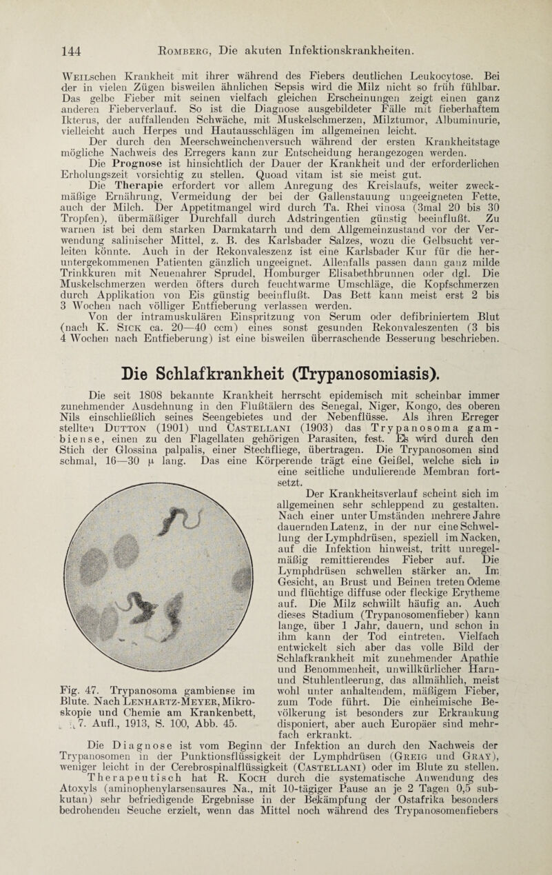 WEiLschen Krankheit mit ihrer während des Fiebers deutlichen Leukocytose. Bei der in vielen Zügen bisweilen ähnlichen Sepsis wird die Milz nicht so früh fühlbar. Das gelbe Fieber mit seinen vielfach gleichen Erscheinungen zeigt einen ganz anderen Fieberverlauf. So ist die Diagnose ausgebildeter Fälle mit fieberhaftem Ikterus, der auffallenden Schwäche, mit Muskelschmerzen, Milztumor, Albuminurie, vielleicht auch Herpes und Hautausschlägen im allgemeinen leicht. Der durch den Meerschweinchenversuch während der ersten Krankheitstage mögliche Nachweis des Erregers kann zur Entscheidung herangezogen werden. Die Prognose ist hinsichtlich der Dauer der Krankheit und der erforderlichen Erholungszeit vorsichtig zu stellen. Quoad vitam ist sie meist gut. Die Therapie erfordert vor allem Anregung des Kreislaufs, weiter zweck¬ mäßige Ernährung, Vermeidung der bei der Gallenstauung ungeeigneten Fette, auch der Milch. Der Appetitmangel wird durch Ta. Rhei vinosa (3mal 20 bis 30 Tropfen), übermäßiger Durchfall durch Adstringentien günstig beeinflußt. Zu warnen ist bei dem starken Darmkatarrh und dem Allgemeinzustand vor der Ver¬ wendung salinischer Mittel, z. B. des Karlsbader Salzes, wozu die Gelbsucht ver¬ leiten könnte. Auch in der Rekonvaleszenz ist eine Karlsbader Kur für die her¬ untergekommenen Patienten gänzlich ungeeignet. Allenfalls passen dann ganz milde Trinkkuren mit Neuenahrer Sprudel, Homburger Elisabethbrunnen oder dgl. Die Muskelschmerzen werden öfters durch feuchtwarme Umschläge, die Kopfschmerzen durch Applikation von Eis günstig beeinflußt. Das Bett kann meist erst 2 bis 3 Wochen nach völliger Entfieberung verlassen werden. Von der intramuskulären Einspritzung von Serum oder defibriniertem Blut (nach K. Sick ca. 20—40 ccm) eines sonst gesunden Rekonvaleszenten (3 bis 4 Wochen nach Entfieberung) ist eine bisweilen überraschende Besserung beschrieben. Die Schlafkrankheit (Trypanosomiasis). Die seit 1808 bekannte Krankheit herrscht epidemisch mit scheinbar immer zunehmender Ausdehnung in den Flußtälern des Senegal, Niger, Kongo, des oberen Nils einschließlich seines Seengebietes und der Nebenflüsse. Als ihren Erreger stellten Dutton (1901) und Castellani (1903) das Trypanosoma gam- b i e n s e, einen zu den Flagellaten gehörigen Parasiten, fest. Eh wird durch den Stich der Glossina palpalis, einer Stechfliege, übertragen. Die Trypanosomen sind schmal, 16—30 p lang. Das eine Körperende trägt eine Geißel, welche sich in eine seitliche undulierende Membran fort¬ setzt. Der Krankheitsverlauf scheint sich im allgemeinen sehr schleppend zu gestalten. Nach einer unter Umständen mehrere Jahre dauernden Latenz, in der nur eine Schwel¬ lung der Lymphdrüsen, speziell im Nacken, auf die Infektion hinweist, tritt unregel¬ mäßig remittierendes Fieber auf. Die Lymphdrüsen schwellen stärker an. Im Gesicht, an Brust und Beinen treten Ödeme und flüchtige diffuse oder fleckige Erytheme auf. Die Milz schwillt häufig an. Auch dieses Stadium (Trypanosomenfieber) kann lange, über 1 Jahr, dauern, und schon in ihm kann der Tod eintreten. Vielfach entwickelt sich aber das volle Bild der Schlafkrankheit mit zunehmender Apathie und Benommenheit, unwillkürlicher Harn- und Stuhlentleerung, das allmählich, meist wohl unter anhaltendem, mäßigem Fieber, zum Tode führt. Die einheimische Be¬ völkerung ist besonders zur Erkrankung disponiert, aber auch Europäer sind mehr¬ fach erkrankt. Die Diagnose ist vom Beginn der Infektion an durch den Nachweis der Trypanosomen in der Punktionsflüssigkeit der Lymphdrüsen (Greig und Gray), weniger leicht in der Cerebrospinalflüssigkeit (Castellani) oder im Blute zu stellen. Therapeutisch hat R. Koch durch die systematische Anwendung des Atoxyls (aminophenylarsensaures Na., mit 10-tägiger Pause an je 2 Tagen 0,5 sub¬ kutan) sehr befriedigende Ergebnisse in der Bekämpfung der Ostafrika besonders bedrohenden Seuche erzielt, wenn das Mittel noch während des Trypanosomenfiebers Fig. 47. Trypanosoma gambiense im Blute. Nach Lenhartz-Meyer, Mikro¬ skopie und Chemie am Krankenbett, , A 7. Aufl., 1913, S. 100, Abb. 45.