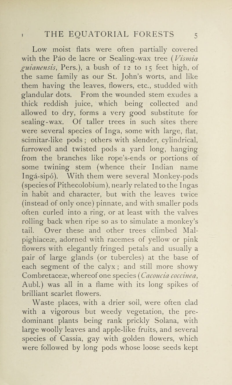 Low moist flats were often partially covered with the Pao de lacre or Sealing-wax tree (Vismia guianensis, Pers.), a bush of 12 to 15 feet high, of the same family as our St. John’s worts, and like them having the leaves, flowers, etc., studded with glandular dots. From the wounded stem exudes a thick reddish juice, which being collected and allowed to dry, forms a very good substitute for sealing-wax. Of taller trees in such sites there were several species of Inga, some with large, flat, scimitar-like pods ; others with slender, cylindrical, furrowed and twisted pods a yard long, hanging from the branches like rope’s-ends or portions of some twining stem (whence their Indian name Inga-sipo). With them were several Monkey-pods (species of Pithecolobium), nearly related to the I ngas in habit and character, but with the leaves twice (instead of only once) pinnate, and with smaller pods often curled into a ring, or at least with the valves rolling back when ripe so as to simulate a monkey’s tail. Over these and other trees climbed Mal- pighiaceae, adorned with racemes of yellow or pink flowers with elegantly fringed petals and usually a pair of large glands (or tubercles) at the base of each segment of the calyx ; and still more showy Combretaceae, whereof one species (Cacoucia coccinea, Aubl.) was all in a flame with its long spikes of brilliant scarlet flowers. Waste places, with a drier soil, were often clad with a vigorous but weedy vegetation, the pre¬ dominant plants being rank prickly Solana, with large woolly leaves and apple-like fruits, and several species of Cassia, gay with golden flowers, which were followed by long pods whose loose seeds kept
