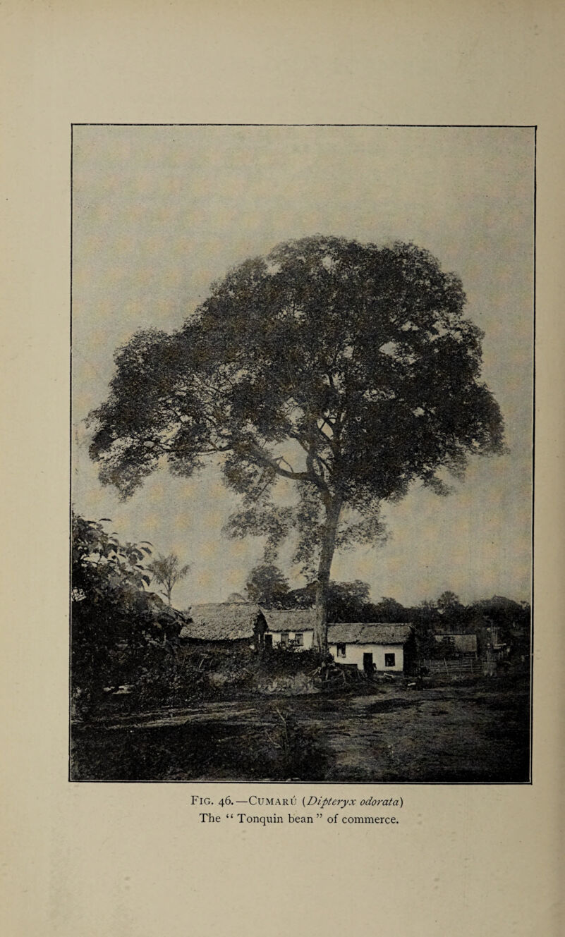 Fig. 46.—Cumaru {Dipteryx odorata) The “ Tonquin bean” of commerce.