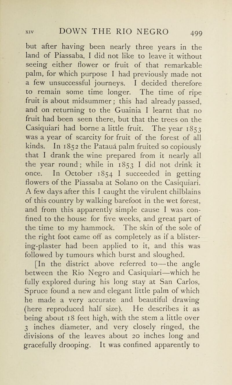 but after having been nearly three years in the land of Piassaba, I did not like to leave it without seeing either flower or fruit of that remarkable palm, for which purpose I had previously made not a few unsuccessful journeys. I decided therefore to remain some time longer. The time of ripe fruit is about midsummer; this had already passed, and on returning to the Guainia I learnt that no fruit had been seen there, but that the trees on the Casiquiari had borne a little fruit. The year 1853 was a year of scarcity for fruit of the forest of all kinds. In 1852 the Pataua palm fruited so copiously that I drank the wine prepared from it nearly all the year round; while in 1853 I did not drink it once. In October 1854 I succeeded in getting flowers of the Piassaba at Solano on the Casiquiari. A few days after this I caught the virulent chilblains of this country by walking barefoot in the wet forest, and from this apparently simple cause I was con¬ fined to the house for five weeks, and great part of the time to my hammock. The skin of the sole of the right foot came off as completely as if a blister¬ ing-plaster had been applied to it, and this was followed by tumours which burst and sloughed. [In the district above referred to — the angle between the Rio Negro and Casiquiari—which he fully explored during his long stay at San Carlos, Spruce found a new and elegant little palm of which he made a very accurate and beautiful drawing (here reproduced half size). He describes it as being about 18 feet high, with the stem a little over 3 inches diameter, and very closely ringed, the divisions of the leaves about 20 inches long and gracefully drooping. It was confined apparently to