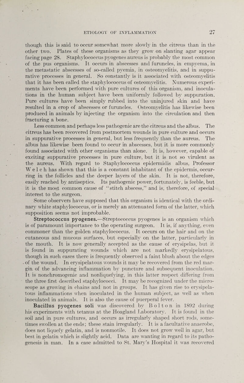 though this is said to occur somewhat more slowly in the citreus than in the other two. Plates of these organisms as they grow on slanting agar appear facing page 28. Staphylococcus pyogenes aureus is probably the most common of the pus organisms. It occurs in abscesses and furuncles, in empyema, in the metastatic abscesses of so-called pyemia, in osteomyelitis, and in suppu¬ rative processes in general. So constantly is it associated with osteomyelitis that it has been called the staphylococcus of osteomyelitis. Numerous experi¬ ments have been performed with pure cultures of this organism, and inocula¬ tions in the human subject have been uniformly followed by suppuration. Pure cultures have been simply rubbed into the uninjured skin and have resulted in a crop of abscesses or furuncles. Osteomyelitis has likewise been produced in animals by injecting the organism into the circulation and then fracturing a bone. Less common and perhaps less pathogenic are the citreus and the albus. The citreus has been recovered from postmortem wounds in pure culture and occurs in suppurative processes in general, but less frequently than the aureus. The albus has likewise been found to occur in abscesses, but it is more commonly found associated with other organisms than alone. It is, however, capable of exciting suppurative processes in pure culture, but it is not so virulent as the aureus. With regard to Staphylococcus epidermidis albus, Professor Welch has shown that this is a constant inhabitant of the epidermis, occur¬ ring in the follicles and the deeper layers of the skin. It is not, therefore, easily reached by antiseptics. Its pathogenic power, fortunately, is feeble, but it is the most common cause of “ stitch abscess/’ and is, therefore, of special interest to the surgeon. Some observers have supposed that this organism is identical with the ordi¬ nary white staphylococcus, or is merely an attenuated form of the latter, which supposition seems not improbable. Streptococcus pyogenes.—Streptococcus pyogenes is an organism which is of paramount importance to the operating surgeon. It is, if anything, even commoner than the golden staphylococcus. It occurs on the hair and on the cutaneous and mucous surfaces, but especially on the latter, particularly in the mouth. It is now generally accepted as the cause of erysipelas, but it is found in suppurating wounds which are not markedly erysipelatous, though in such cases there is frequently observed a faint blush about the edges . of the wound. In erysipelatous wounds it may be recovered from the red mar¬ gin of the advancing inflammation by puncture and subsequent inoculation. It is nonchromogenic and nonliquefying, in this latter respect differing from the three first described staphylococci. It may be recognized under the micro¬ scope as growing in chains and not in groups. It has given rise to erysipela¬ tous inflammations when inoculated in the human subject, as well as when inoculated in animals. It is also the cause of puerperal fever. Bacillus pyogenes soli was discovered by B o 11 o n in 1892 during his experiments with tetanus at the Hoagland Laboratory. It is found in the soil and in pure cultures, and occurs as irregularly shaped short rods, some¬ times swollen at the ends; these stain irregularly. It is a facultative anaerobe, does not liquefy gelatin, and is nonmotile. It does not grow well in agar, but best in gelatin which is slightly acid. Data are wanting in regard to its patho¬ genesis in man. In a case admitted to St. Mary’s Hospital it was recovered