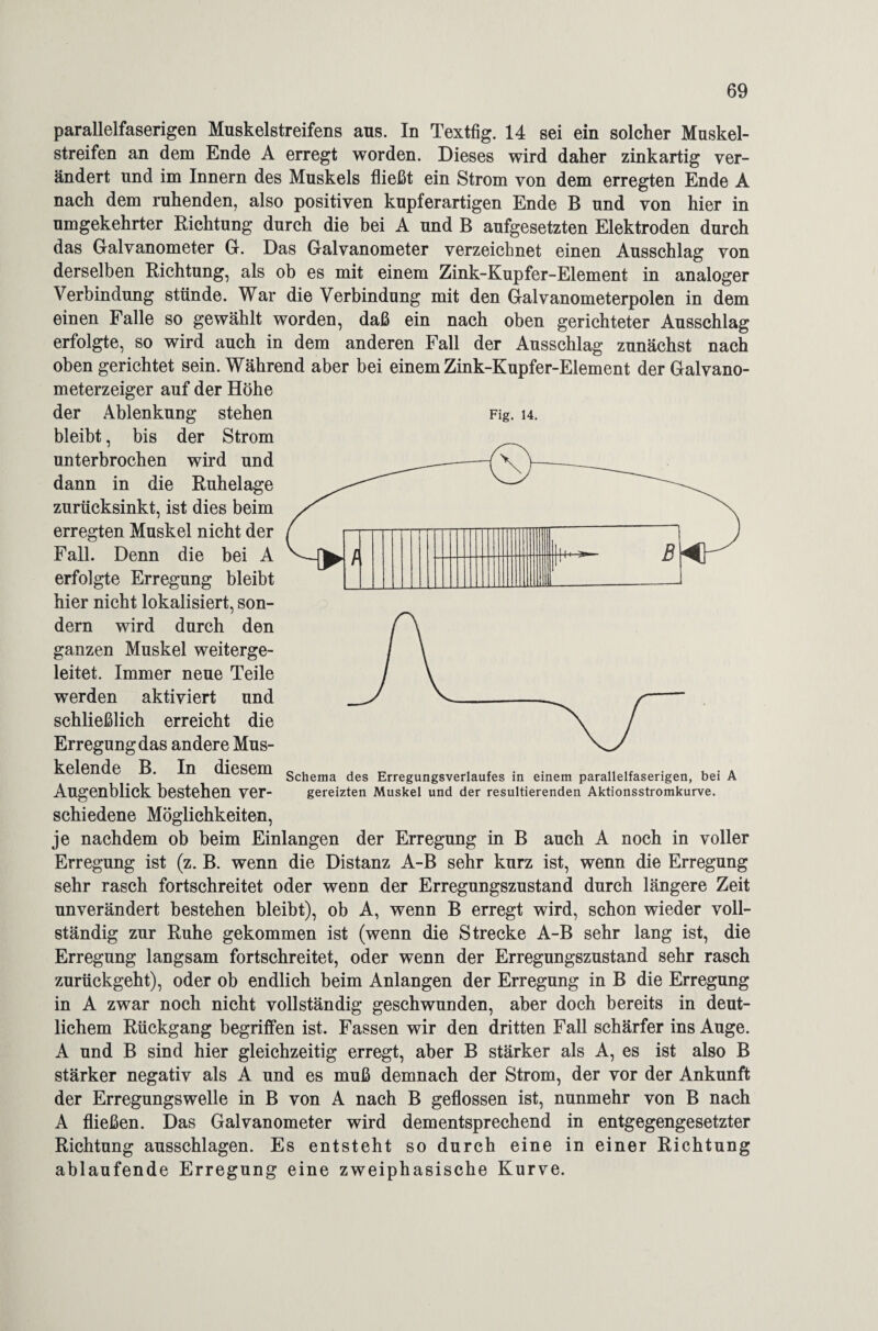 parallelfaserigen Muskelstreifens aus. In Textfig. 14 sei ein solcher Muskel¬ streifen an dem Ende A erregt worden. Dieses wird daher zinkartig ver¬ ändert und im Innern des Muskels fließt ein Strom von dem erregten Ende A nach dem ruhenden, also positiven kupferartigen Ende B und von hier in umgekehrter Richtung durch die bei A und B aufgesetzten Elektroden durch das Galvanometer G. Das Galvanometer verzeichnet einen Ausschlag von derselben Richtung, als ob es mit einem Zink-Kupfer-Element in analoger Verbindung stünde. War die Verbindung mit den Galvanometerpolen in dem einen Falle so gewählt worden, daß ein nach oben gerichteter Ausschlag erfolgte, so wird auch in dem anderen Fall der Ausschlag zunächst nach oben gerichtet sein. Während aber bei einem Zink-Kupfer-Element der Galvano¬ meterzeiger auf der Höhe der Ablenkung stehen Fig. u. bleibt, bis der Strom unterbrochen wird und dann in die Ruhelage zurücksinkt, ist dies beim erregten Muskel nicht der Fall. Denn die bei A erfolgte Erregung bleibt hier nicht lokalisiert, son¬ dern wird durch den ganzen Muskel weiterge¬ leitet. Immer neue Teile werden aktiviert und schließlich erreicht die Erregung das andere Mus¬ kelende . B. In diesem Schema des Erregungsverlaufes in einem parallelfaserigen, bei A Augenblick bestehen ver- gereizten Muskel und der resultierenden Aktionsstromkurve. schiedene Möglichkeiten, je nachdem ob beim Einlangen der Erregung in B auch A noch in voller Erregung ist (z. B. wenn die Distanz A-B sehr kurz ist, wenn die Erregung sehr rasch fortschreitet oder wenn der Erregungszustand durch längere Zeit unverändert bestehen bleibt), ob A, wenn B erregt wird, schon wieder voll¬ ständig zur Ruhe gekommen ist (wenn die Strecke A-B sehr lang ist, die Erregung langsam fortschreitet, oder wenn der Erregungszustand sehr rasch zurückgeht), oder ob endlich beim Anlangen der Erregung in B die Erregung in A zwar noch nicht vollständig geschwunden, aber doch bereits in deut¬ lichem Rückgang begriffen ist. Fassen wir den dritten Fall schärfer ins Auge. A und B sind hier gleichzeitig erregt, aber B stärker als A, es ist also B stärker negativ als A und es muß demnach der Strom, der vor der Ankunft der Erregungswelle in B von A nach B geflossen ist, nunmehr von B nach A fließen. Das Galvanometer wird dementsprechend in entgegengesetzter Richtung ausschlagen. Es entsteht so durch eine in einer Richtung ablaufende Erregung eine zweiphasische Kurve.