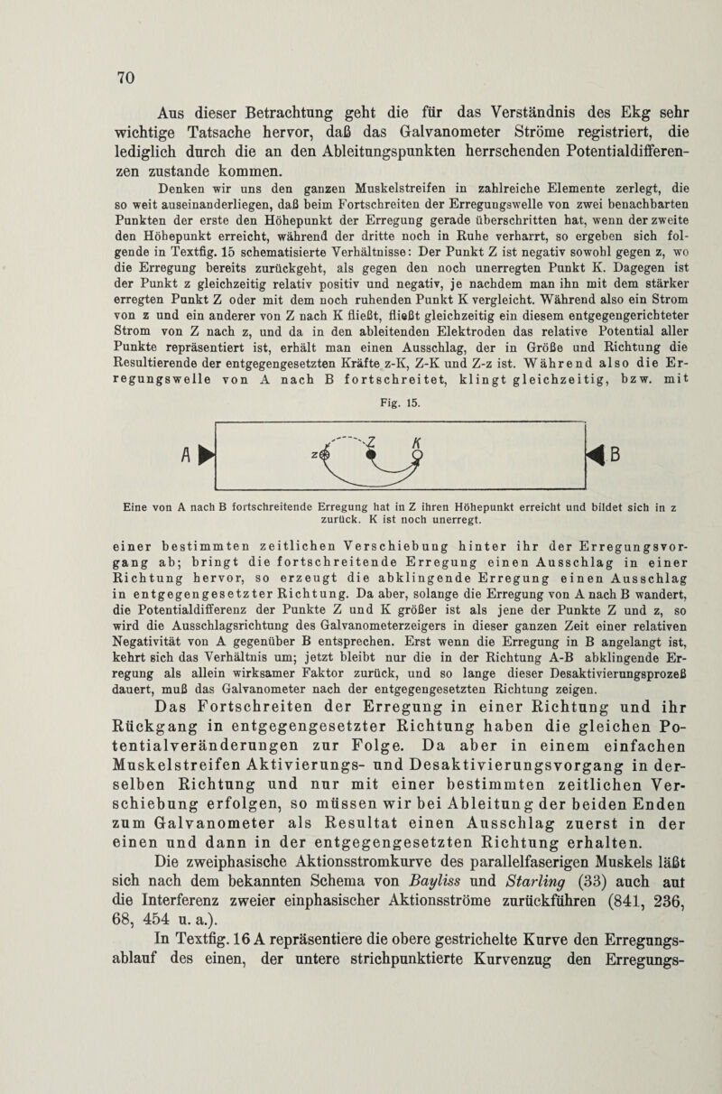 Aus dieser Betrachtung geht die für das Verständnis des Ekg sehr wichtige Tatsache hervor, daß das Galvanometer Ströme registriert, die lediglich durch die an den Ableitungspunkten herrschenden Potentialdifferen¬ zen zustande kommen. Denken wir uns den ganzen Muskelstreifen in zahlreiche Elemente zerlegt, die so weit auseinanderliegen, daß beim Fortschreiten der Erreguugswelle von zwei benachbarten Punkten der erste den Höhepunkt der Erregung gerade überschritten hat, wenn der zweite den Höhepunkt erreicht, während der dritte noch in Ruhe verharrt, so ergeben sich fol¬ gende in Textfig. 15 schematisierte Verhältnisse: Der Punkt Z ist negativ sowohl gegen z, wo die Erregung bereits zurückgeht, als gegen den noch unerregten Punkt K. Dagegen ist der Punkt z gleichzeitig relativ positiv und negativ, je nachdem man ihn mit dem stärker erregten Punkt Z oder mit dem noch ruhenden Punkt K vergleicht. Während also ein Strom von z und ein anderer von Z nach K fließt, fließt gleichzeitig ein diesem entgegengerichteter Strom von Z nach z, und da in den ableitenden Elektroden das relative Potential aller Punkte repräsentiert ist, erhält man einen Ausschlag, der in Größe und Richtung die Resultierende der entgegengesetzten Kräfte z-K, Z-K und Z-z ist. Während also die Er¬ regungswelle von A nach B fortschreitet, klingt gleichzeitig, bzw. mit Fig. 15. Eine von A nach B fortschreitende Erregung hat in Z ihren Höhepunkt erreicht und bildet sich in z zurück. K ist noch unerregt. einer bestimmten zeitlichen Verschiebung hinter ihr der Erregungsvor¬ gang ab; bringt die fortschreitende Erregung einen Ausschlag in einer Richtung hervor, so erzeugt die abklingende Erregung einen Ausschlag in entgegengesetzter Richtung. Da aber, solange die Erregung von A nach B wandert, die Potentialdifferenz der Punkte Z und K größer ist als jene der Punkte Z und z, so wird die Ausschlagsrichtung des Galvanometerzeigers in dieser ganzen Zeit einer relativen Negativität von A gegenüber B entsprechen. Erst wenn die Erregung in B angelangt ist, kehrt sich das Verhältnis um; jetzt bleibt nur die in der Richtung A-B abklingende Er¬ regung als allein wirksamer Faktor zurück, und so lange dieser Desaktivierungsprozeß dauert, muß das Galvanometer nach der entgegengesetzten Richtung zeigen. Das Fortschreiten der Erregung in einer Richtung und ihr Rückgang in entgegengesetzter Richtung haben die gleichen Po¬ tentialveränderungen zur Folge. Da aber in einem einfachen Muskelstreifen Aktivierungs- und Desaktivierungsvorgang in der¬ selben Richtung und nur mit einer bestimmten zeitlichen Ver¬ schiebung erfolgen, so müssen wir bei Ableitung der beiden Enden zum Galvanometer als Resultat einen Ausschlag zuerst in der einen und dann in der entgegengesetzten Richtung erhalten. Die zweiphasische Aktionsstromkurve des parallelfaserigen Muskels läßt sich nach dem bekannten Schema von Bayliss und Starling (33) auch aut die Interferenz zweier einphasischer Aktionsströme zurückführen (841, 236, 68, 454 u. a.). In Textfig. 16 A repräsentiere die obere gestrichelte Kurve den Erregungs¬ ablauf des einen, der untere strichpunktierte Kurvenzug den Erregungs-