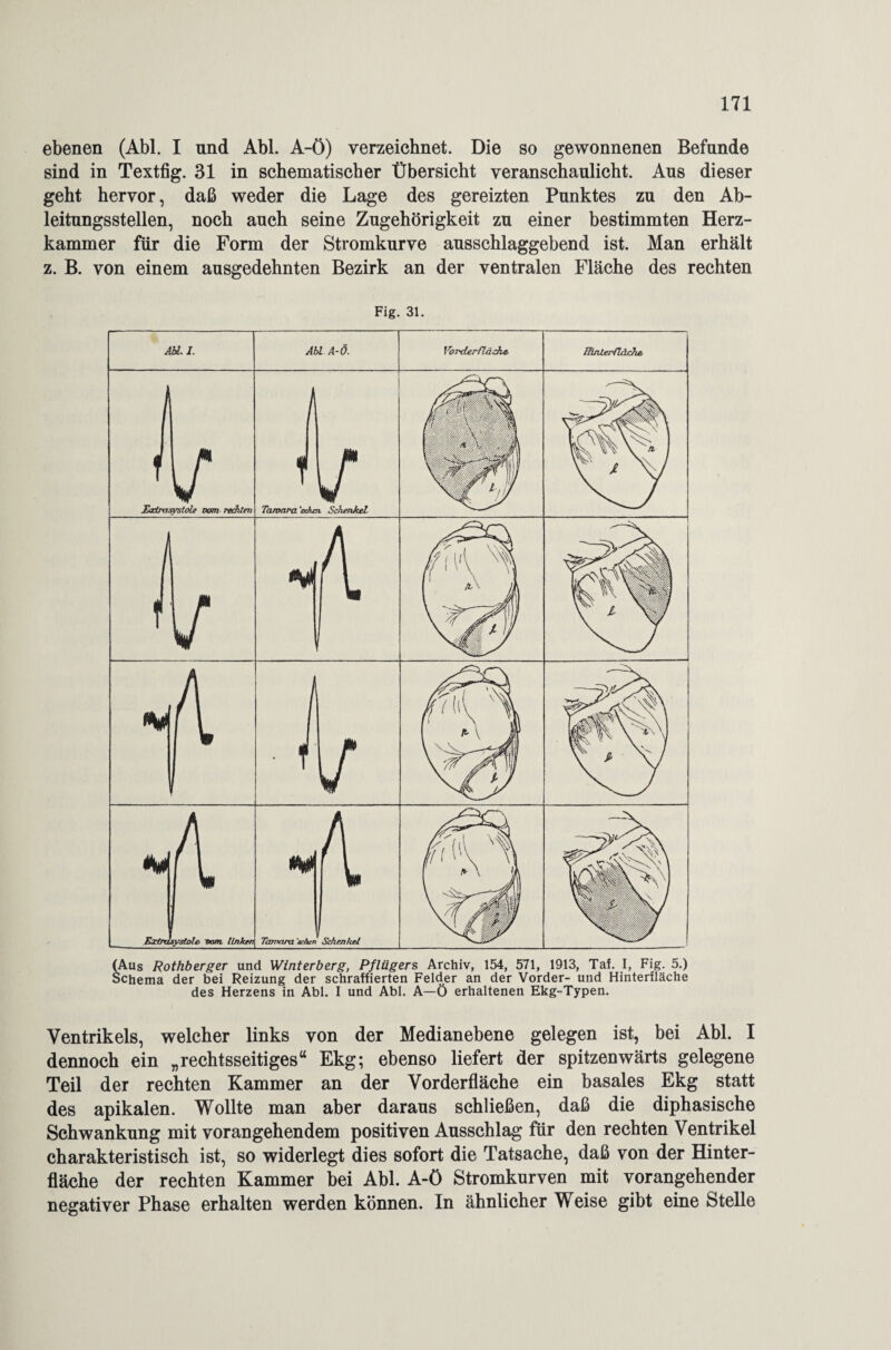 ebenen (Abi. I und Abi. A-ö) verzeichnet. Die so gewonnenen Befunde sind in Textfig. 31 in schematischer Übersicht veranschaulicht. Aus dieser geht hervor, daß weder die Lage des gereizten Punktes zu den Ab¬ leitungsstellen, noch auch seine Zugehörigkeit zu einer bestimmten Herz¬ kammer für die Form der Stromkurve ausschlaggebend ist. Man erhält z. B. von einem ausgedehnten Bezirk an der ventralen Fläche des rechten Fig. 31. AR. I. Abi A-Ö. Vonderflaehe. mnleHldche. / Extin, systcle vom rechten f Tamara 'cchc r i Schenkel X . j \ -r Jrv \ry> n i ) ! ¥ F H l /l' ) % l / t V ! \ \ \ / p ) % Extra systoh L 2. vom. linken Tennara ’srAen Schenkel ßS ßS f| (Aus Rothberger und Winterberg, Pflügers Archiv, 154, 571, 1913, Taf. I, Fig. 5.) Schema der bei Reizung der schraffierten Felder an der Vorder- und Hinterfläche des Herzens in Abi. I und Abi. A—Ö erhaltenen Ekg-Typen. Ventrikels, welcher links von der Medianebene gelegen ist, bei Abi. I dennoch ein „rechtsseitiges“ Ekg; ebenso liefert der spitzenwärts gelegene Teil der rechten Kammer an der Vorderfläche ein basales Ekg statt des apikalen. Wollte man aber daraus schließen, daß die diphasische Schwankung mit vorangehendem positiven Ausschlag für den rechten Ventrikel charakteristisch ist, so widerlegt dies sofort die Tatsache, daß von der Hinter¬ fläche der rechten Kammer bei Abi. A-ö Stromkurven mit vorangehender negativer Phase erhalten werden können. In ähnlicher Weise gibt eine Stelle
