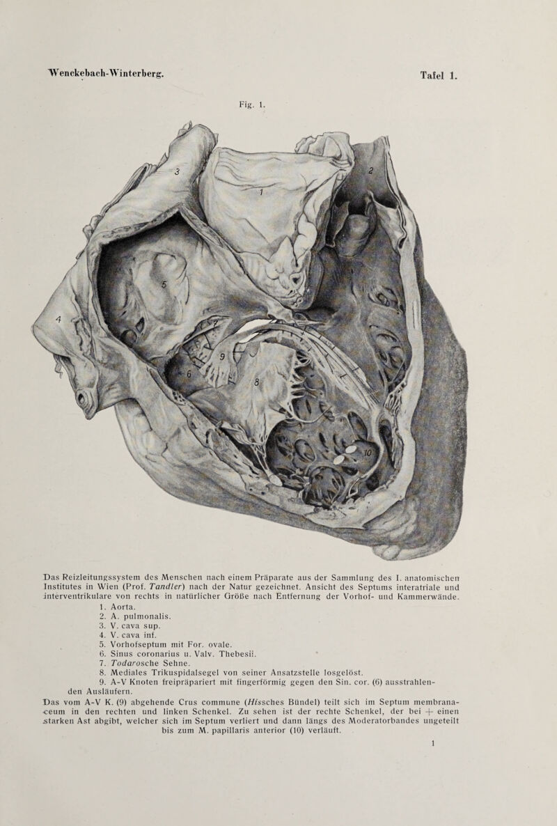 Fig. 1. Das Reizleitungssystem des Menschen nach einem Präparate aus der Sammlung des I. anatomischen Institutes in Wien (Prof. Tandler) nach der Natur gezeichnet. Ansicht des Septums interatriale und jnterventrikulare von rechts in natürlicher Größe nach Entfernung der Vorhof- und Kammerwände. 1. Aorta. 2. A. pulmonalis. 3. V. cava sup. 4. V. cava inf. 5. Vorhofseptum mit For. ovale. 6. Sinus coronarius u. Valv. Thebesii. 7. Todarosche Sehne. 8. Mediales Trikuspidalsegel von seiner Ansatzstelle losgelöst. 9. A-V Knoten freipräpariert mit fingerförmig gegen den Sin. cor. (6) ausstrahlen¬ den Ausläufern. Das vom A-V K. (9) abgehende Crus commune (Hissches Bündel) teilt sich im Septum membrana- •ceum in den rechten und linken Schenkel. Zu sehen ist der rechte Schenkel, der bei 4- einen .starken Ast abgibt, welcher sich im Septum verliert und dann längs des Moderatorbandes ungeteilt bis zum M. papillaris anterior (10) verläuft. 1