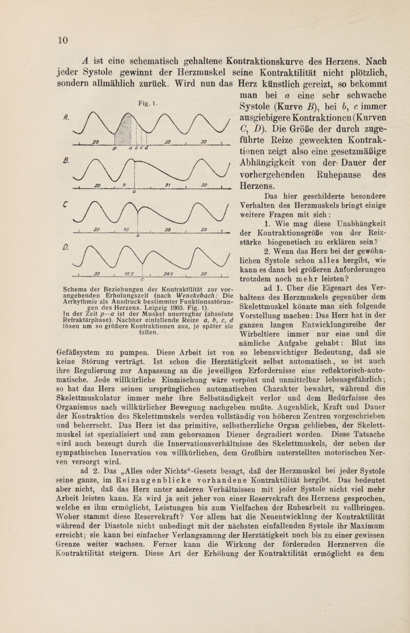 A ist eine schematisch gehaltene Kontraktionskurve des Herzens. Nach jeder Systole gewinnt der Herzmuskel seine Kontraktilität nicht plötzlich, sondern allmählich zurück. Wird nun das Herz künstlich gereizt, so bekommt man bei a eine sehr schwache Flg'1, Systole (Kurve jB), bei b, c immer ausgiebigere Kontraktionen (Kurven 0, D). Die Größe der durch zuge¬ führte Reize geweckten Kontrak¬ tionen zeigt also eine gesetzmäßige Abhängigkeit von der- Dauer der vorhergehenden Ruhepause des Herzens. Das hier geschilderte besondere Verhalten des Herzmuskels bringt einige weitere Fragen mit sich : 1. Wie mag diese Unabhängkeit der Kontraktionsgröße von der Reiz¬ stärke biogenetisch zu erklären sein? 2. Wenn das Herz bei der gewöhn¬ lichen Systole schon alles hergibt, wie kann es dann bei größeren Anforderungen trotzdem noch mehr leisten? ad 1. Über die Eigenart des Ver¬ haltens des Herzmuskels gegenüber dem Skelettmuskel könnte man sich folgende Vorstellung machen: Das Herz hat in der ganzen langen Entwicklungsreihe der Wirbeltiere immer nur eine und die nämliche Aufgabe gehabt: Blut ins Gefäßsystem zu pumpen. Diese Arbeit ist von so lebenswichtiger Bedeutung, daß sie keine Störung verträgt. Ist schon die Herztätigkeit selbst automatisch, so ist auch ihre Regulierung zur Anpassung an die jeweiligen Erfordernisse eine reflektorisch-auto¬ matische. Jede willkürliche Einmischung wäre verpönt und unmittelbar lebensgefährlich; so hat das Herz seinen ursprünglichen automatischen Charakter bewahrt, während die Skelettmuskulatur immer mehr ihre Selbständigkeit verlor und dem Bedürfnisse des Organismus nach willkürlicher Bewegung nachgeben mußte. Augenblick, Kraft und Dauer der Kontraktion des Skelettmuskels werden vollständig von höheren Zentren vorgeschrieben und beherrscht. Das Herz ist das primitive, selbstherrliche Organ geblieben, der Skelett¬ muskel ist spezialisiert und zum gehorsamen Diener degradiert worden. Diese Tatsache wird auch bezeugt durch die Innervationsverhältnisse des Skelettmuskels, der neben der sympathischen Innervation von willkürlichen, dem Großhirn unterstellten motorischen Ner¬ ven versorgt wird. ad 2. Das „Alles oder Nichts“-Gesetz besagt, daß der Herzmuskel bei jeder Systole seine ganze, im Reizaugenblicke vorhandene Kontraktilität hergibt. Das bedeutet aber nicht, daß das Herz unter anderen Verhältnissen mit jeder Systole nicht viel mehr Arbeit leisten kann. Es wird ja seit jeher von einer Reservekraft des Herzens gesprochen, welche es ihm ermöglicht, Leistungen bis zum Vielfachen der Ruhearbeit zu vollbringen. Woher stammt diese Reservekraft? Vor allem hat die Neuentwicklung der Kontraktilität während der Diastole nicht unbedingt mit der nächsten einfallenden Systole ihr Maximum erreicht; sie kann bei einfacher Verlangsamung der Herztätigkeit noch bis zu einer gewissen Grenze weiter wachsen. Ferner kann die Wirkung der fördernden Herznerven die Kontraktilität steigern. Diese Art der Erhöhung der Kontraktilität ermöglicht es dem Schema der Beziehungen der Kontraktilität zur vor¬ angehenden Erholungszeit (nach Wenckebach: Die Arrhythmie als Ausdruck bestimmter Funktionsstörun¬ gen des Herzens. Leipzig 1903. Fig. 1). In der Zeit p—a ist der Muskel unerregbar (absolute Refraktärphase). Nachher einfallende Reize a, b, c, d lösen um so größere Kontraktionen aus, je später sie fallen.