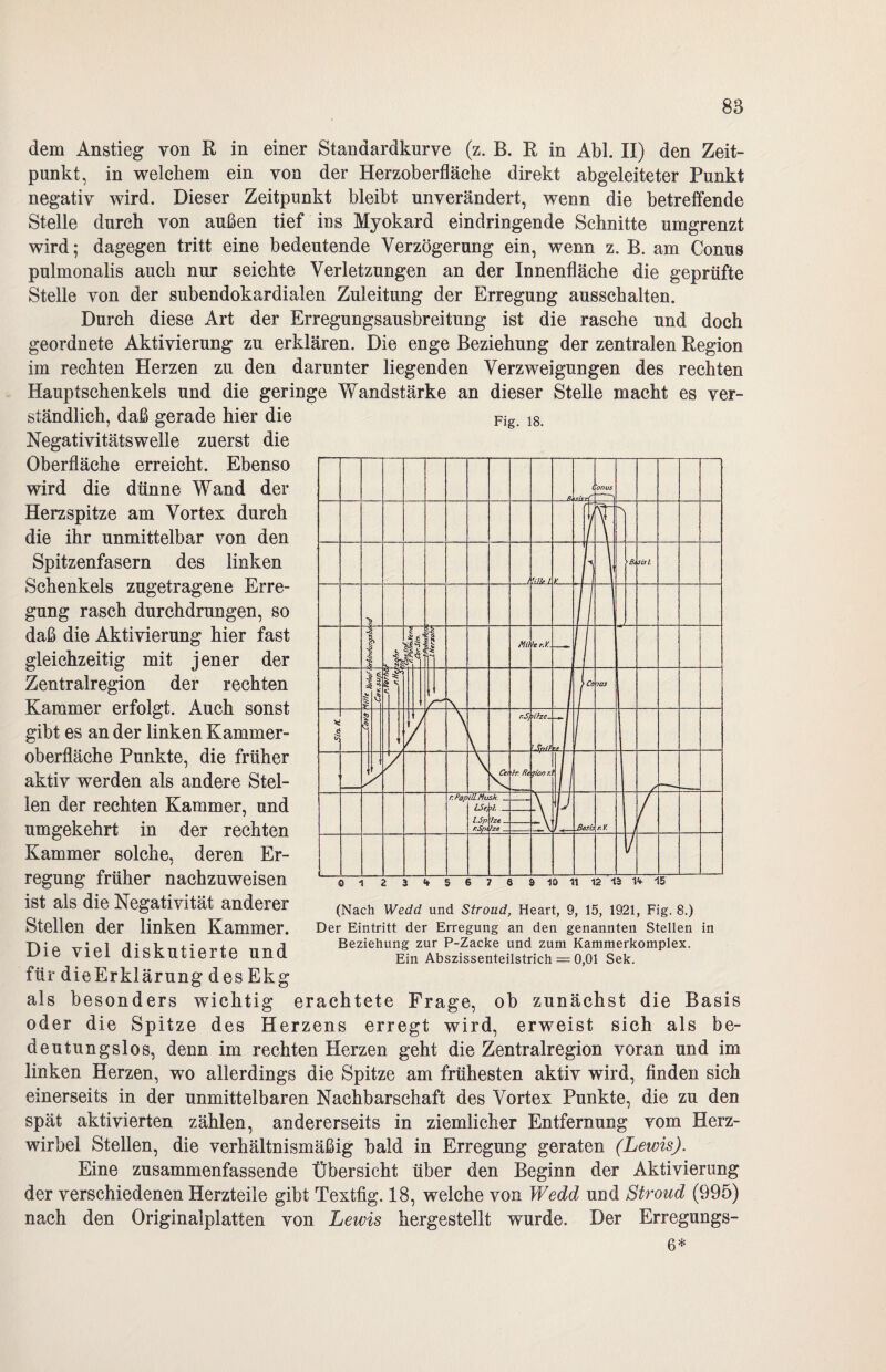 dem Anstieg von R in einer Standardkurve (z. B. R in Abi. II) den Zeit¬ punkt, in welchem ein von der Herzoberfläche direkt abgeleiteter Punkt negativ wird. Dieser Zeitpunkt bleibt unverändert, wenn die betreffende Stelle durch von außen tief ins Myokard eindringende Schnitte umgrenzt wird; dagegen tritt eine bedeutende Verzögerung ein, wenn z. B. am Conus pulmonalis auch nur seichte Verletzungen an der Innenfläche die geprüfte Stelle von der subendokardialen Zuleitung der Erregung ausschalten. Durch diese Art der Erregungsausbreitung ist die rasche und doch geordnete Aktivierung zu erklären. Die enge Beziehung der zentralen Region im rechten Herzen zu den darunter liegenden Verzweigungen des rechten Hauptschenkels und die geringe Wandstärke an dieser Stelle macht es ver¬ ständlich, daß gerade hier die Negativitätswelle zuerst die Oberfläche erreicht. Ebenso wird die dünne Wand der Herzspitze am Vortex durch die ihr unmittelbar von den Spitzenfasern des linken Schenkels zugetragene Erre¬ gung rasch durchdrungen, so daß die Aktivierung hier fast gleichzeitig mit jener der Zentralregion der rechten Kammer erfolgt. Auch sonst gibt es an der linken Kammer¬ oberfläche Punkte, die früher aktiv werden als andere Stel¬ len der rechten Kammer, und umgekehrt in der rechten Kammer solche, deren Er¬ regung früher nachzuweisen ist als die Negativität anderer Stellen der linken Kammer. Die viel diskutierte und für dieErklärung des Ekg als besonders wichtig erachtete Frage, ob zunächst die Basis oder die Spitze des Herzens erregt wird, erweist sich als be¬ deutungslos, denn im rechten Herzen geht die Zentralregion voran und im linken Herzen, wo allerdings die Spitze am frühesten aktiv wird, finden sich einerseits in der unmittelbaren Nachbarschaft des Vortex Punkte, die zu den spät aktivierten zählen, andererseits in ziemlicher Entfernung vom Herz¬ wirbel Stellen, die verhältnismäßig bald in Erregung geraten (Lewis). Eine zusammenfassende Übersicht über den Beginn der Aktivierung der verschiedenen Herzteile gibt Textfig. 18, welche von Wedd und Stroud (995) nach den Originalplatten von Lewis hergestellt wurde. Der Erregungs- 6* Fig. 18. (Nach Wedd und Stroud, Heart, 9, 15, 1921, Fig. 8.) Der Eintritt der Erregung an den genannten Stellen in Beziehung zur P-Zacke und zum Kammerkomplex. Ein Abszissenteilstrich = 0,01 Sek.