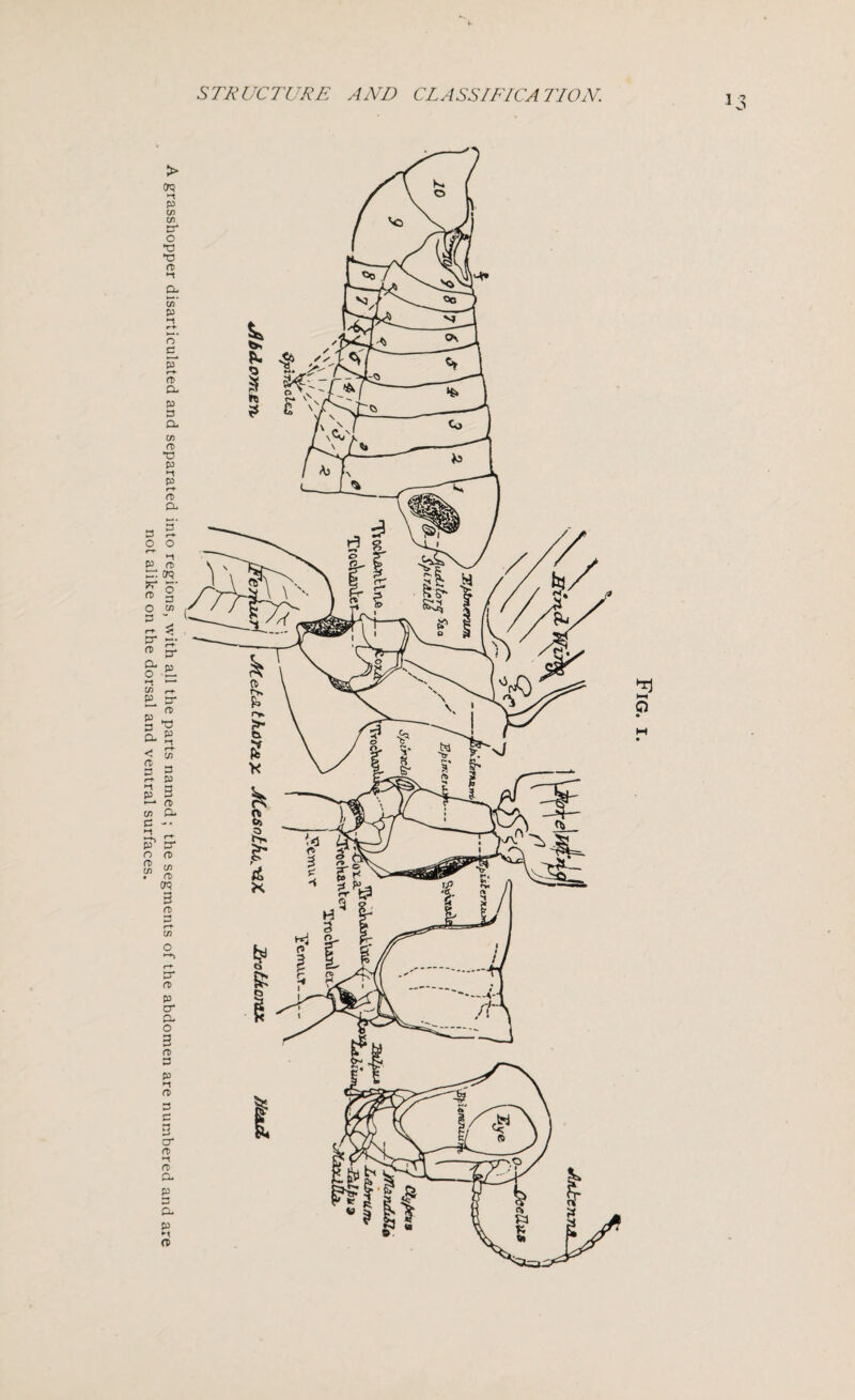 A grasshopper disarticulated and separated into regions, with all the parts named; the segments of the abdomen are numbered and are not alike on the dorsal and ventral surfaces. o rftff I—i o M