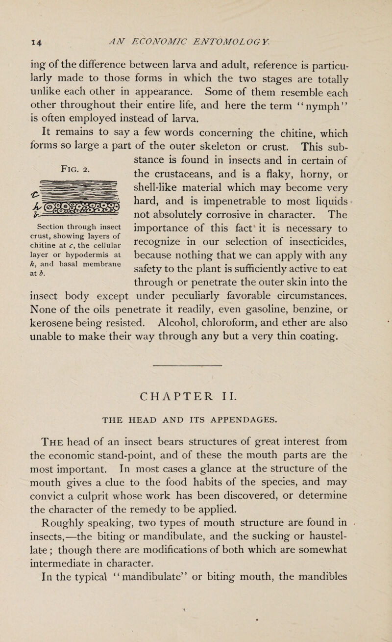 ing of the difference between larva and adult, reference is particu¬ larly made to those forms in which the two stages are totally unlike each other in appearance. Some of them resemble each other throughout their entire life, and here the term ‘ ‘ nymph ’ ’ is often employed instead of larva. It remains to say a few words concerning the chitine, which forms so large a part of the outer skeleton or crust. This sub¬ stance is found in insects and in certain of F'l 2 IG‘ 2’_ the crustaceans, and is a flaky, horny, or - shell-like material which may become very hard> and is impenetrable to most liquids not absolutely corrosive in character. The importance of this fact it is necessary to recognize in our selection of insecticides, because nothing that we can apply with any safety to the plant is sufficiently active to eat through or penetrate the outer skin into the insect body except under peculiarly favorable circumstances. None of the oils penetrate it readily, even gasoline, benzine, or kerosene being resisted. Alcohol, chloroform, and ether are also unable to make their way through any but a very thin coating. Section through insect crust, showing layers of chitine at c, the cellular layer or hypodermis at h, and basal membrane at b. CHAPTER II. THE HEAD AND ITS APPENDAGES. The head of an insect bears structures of great interest from the economic stand-point, and of these the mouth parts are the most important. In most cases a glance at the structure of the mouth gives a clue to the food habits of the species, and may convict a culprit whose work has been discovered, or determine the character of the remedy to be applied. Roughly speaking, two types of mouth structure are found in insects,—the biting or mandibulate, and the sucking or haustel- lat-e; though there are modifications of both which are somewhat intermediate in character. In the typical “mandibulate” or biting mouth, the mandibles