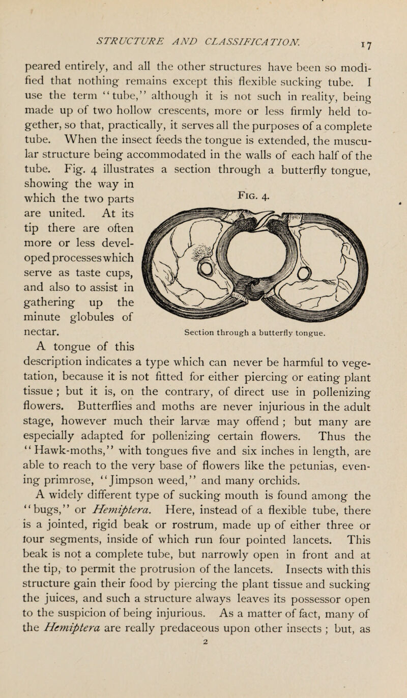 !7 peared entirely, and all the other structures have been so modi¬ fied that nothing remains except this flexible sucking tube. I use the term “tube,” although it is not such in reality, being made up of two hollow crescents, more or less firmly held to¬ gether, so that, practically, it serves all the purposes of a complete tube. When the insect feeds the tongue is extended, the muscu¬ lar structure being accommodated in the walls of each half of the tube. Fig. 4 illustrates a section through a butterfly tongue, showing the way in which the two parts Fig. 4* are united. At its tip there are often more or less devel¬ oped processes which serve as taste cups, and also to assist in gathering up the minute globules of nectar. Section through a butterfly tongue. A tongue of this description indicates a type which can never be harmful to vege¬ tation, because it is not fitted for either piercing or eating plant tissue ; but it is, on the contrary, of direct use in pollenizing flowers. Butterflies and moths are never injurious in the adult stage, however much their larvae may offend ; but many are especially adapted for pollenizing certain flowers. Thus the “ Hawk-moths,” with tongues five and six inches in length, are able to reach to the very base of flowers like the petunias, even¬ ing primrose, “Jimpson weed,” and many orchids. A widely different type of sucking mouth is found among the “bugs,” or Hemiptera. Here, instead of a flexible tube, there is a jointed, rigid beak or rostrum, made up of either three or lour segments, inside of which run four pointed lancets. This beak is not a complete tube, but narrowly open in front and at the tip, to permit the protrusion of the lancets. Insects with this structure gain their food by piercing the plant tissue and sucking the juices, and such a structure always leaves its possessor open to the suspicion of being injurious. As a matter of fact, many of the Hemiptera are really predaceous upon other insects ; but, as