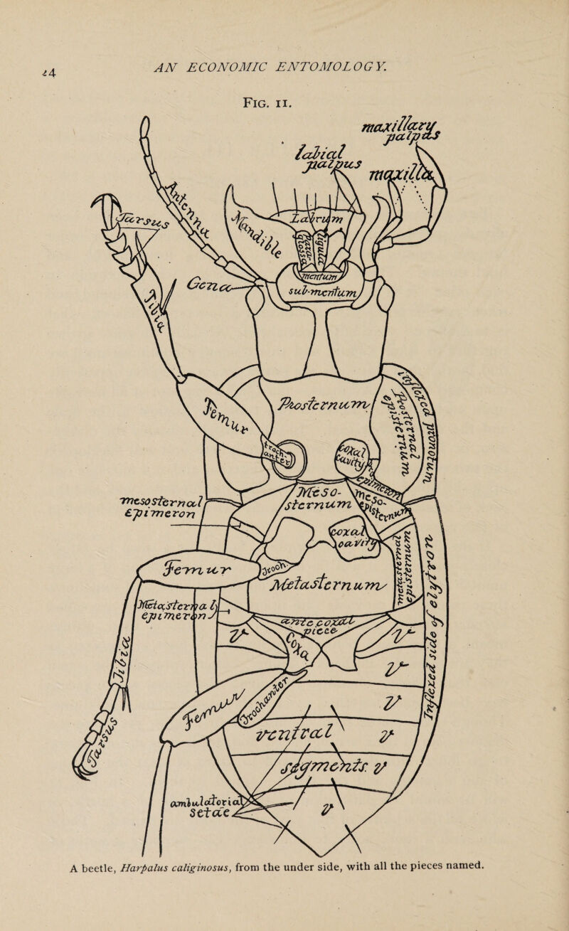 M Fig. ii. A beetle, Harpalus caliginosus, from the under side, with all the pieces named.
