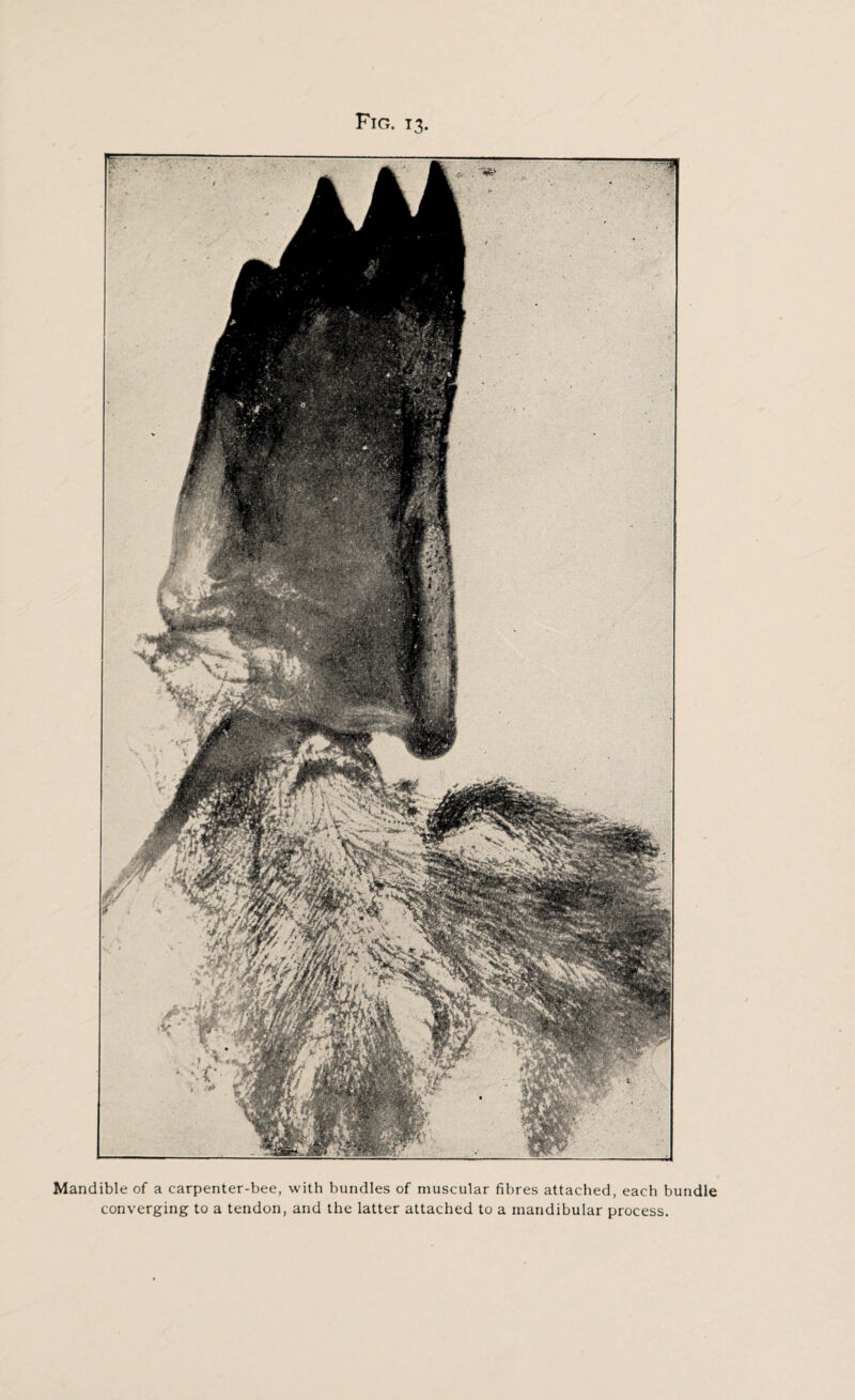 Fig. 13 Mandible of a carpenter-bee, with bundles of muscular fibres attached, each bundle converging to a tendon, and the latter attached to a mandibular process.