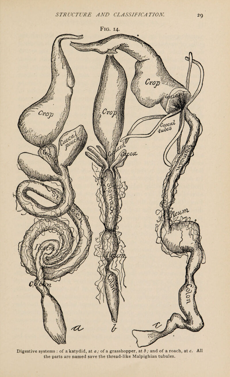 Fig. 14. Digestive systems : of a katydid, at a; of a grasshopper, at b; and of a roach, at c the parts are named save the thread-like Malpighian tubules.