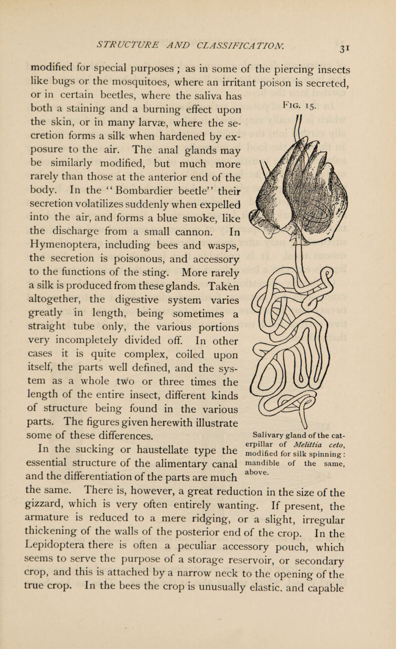 31 Fig. 15. modified for special purposes ; as in some of the piercing insects like bugs or the mosquitoes, where an irritant poison is secreted, or in certain beetles, where the saliva has both a staining and a burning effect upon the skin, or in many larvae, where the se¬ cretion forms a silk when hardened by ex¬ posure to the air. The anal glands may be similarly modified, but much more rarely than those at the anterior end of the body. In the “Bombardier beetle” their secretion volatilizes suddenly when expelled into the air, and forms a blue smoke, like the discharge from a small cannon. In Hymenoptera, including bees and wasps, the secretion is poisonous, and accessory to the functions of the sting. More rarely a silk is produced from these glands. Taken altogether, the digestive system varies greatly in length, being sometimes a straight tube only, the various portions very incompletely divided off. In other cases it is quite complex, coiled upon itself, the parts well defined, and the sys¬ tem as a whole two or three times the length of the entire insect, different kinds of structure being found in the various parts. The figures given herewith illustrate some of these differences. Salivary gland of the cat- In the sucking or haustellate type the ZlfZlLTCpmnZ': essential structure of the alimentary canal mandible of the same, and the differentiation of the parts are much above' the same. There is, however, a great reduction in the size of the gizzard, which is very often entirely wanting. If present, the ai mature is reduced to a mere ridging, or a slight, irregular thickening of the walls of the posterior end of the crop. In the Lepidoptera there is often a peculiar accessory pouch, which seems to serve the purpose of a storage reservoir, or secondary crop, and this is attached by a narrow neck to the opening of the true crop. In the bees the crop is unusually elastic, and capable
