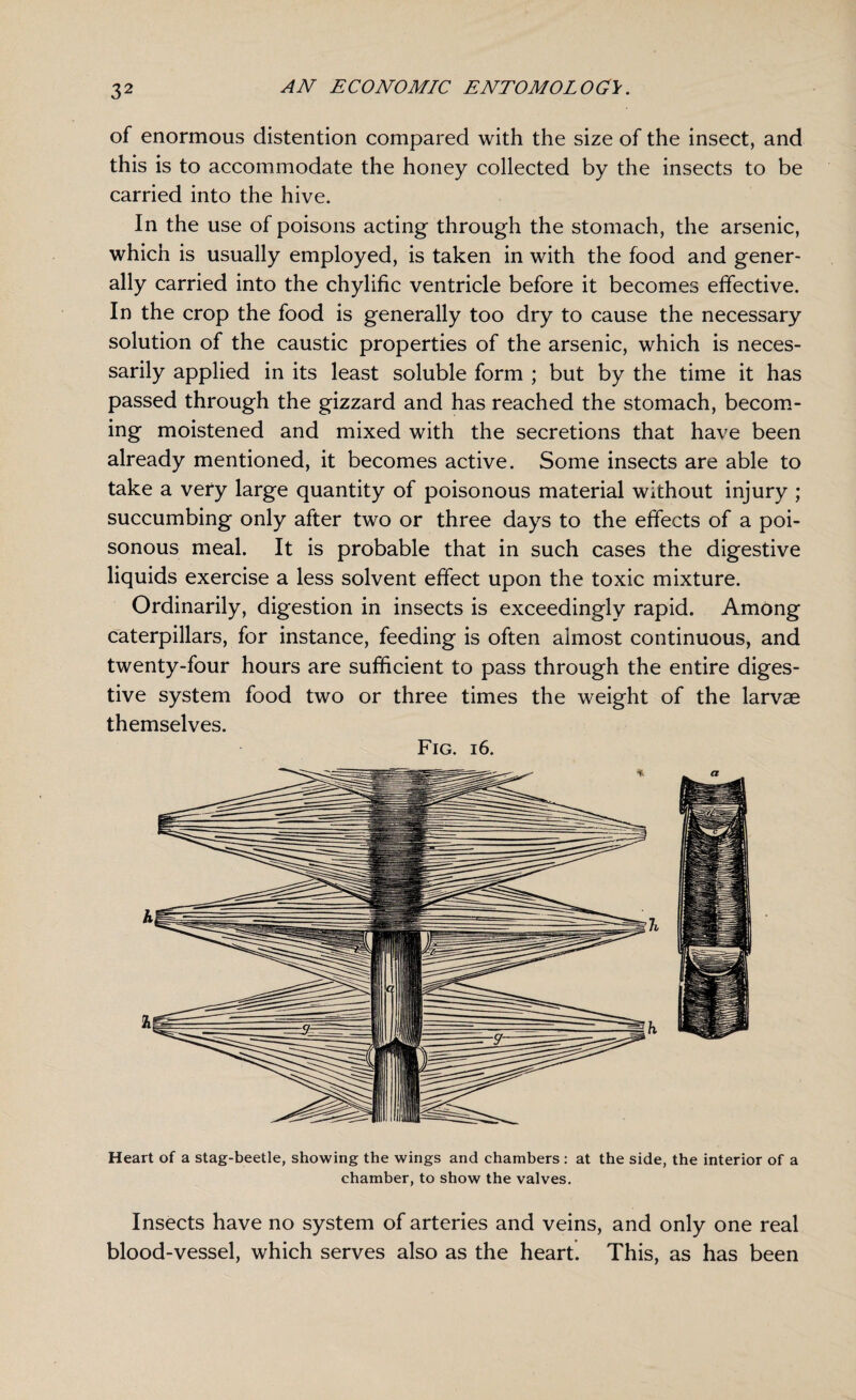 of enormous distention compared with the size of the insect, and this is to accommodate the honey collected by the insects to be carried into the hive. In the use of poisons acting through the stomach, the arsenic, which is usually employed, is taken in with the food and gener¬ ally carried into the chylific ventricle before it becomes effective. In the crop the food is generally too dry to cause the necessary solution of the caustic properties of the arsenic, which is neces¬ sarily applied in its least soluble form ; but by the time it has passed through the gizzard and has reached the stomach, becom¬ ing moistened and mixed with the secretions that have been already mentioned, it becomes active. Some insects are able to take a very large quantity of poisonous material without injury ; succumbing only after two or three days to the effects of a poi¬ sonous meal. It is probable that in such cases the digestive liquids exercise a less solvent effect upon the toxic mixture. Ordinarily, digestion in insects is exceedingly rapid. Among caterpillars, for instance, feeding is often almost continuous, and twenty-four hours are sufficient to pass through the entire diges¬ tive system food two or three times the weight of the larvae themselves. Fig. 16. Heart of a stag-beetle, showing the wings and chambers : at the side, the interior of a chamber, to show the valves. Insects have no system of arteries and veins, and only one real blood-vessel, which serves also as the heart. This, as has been