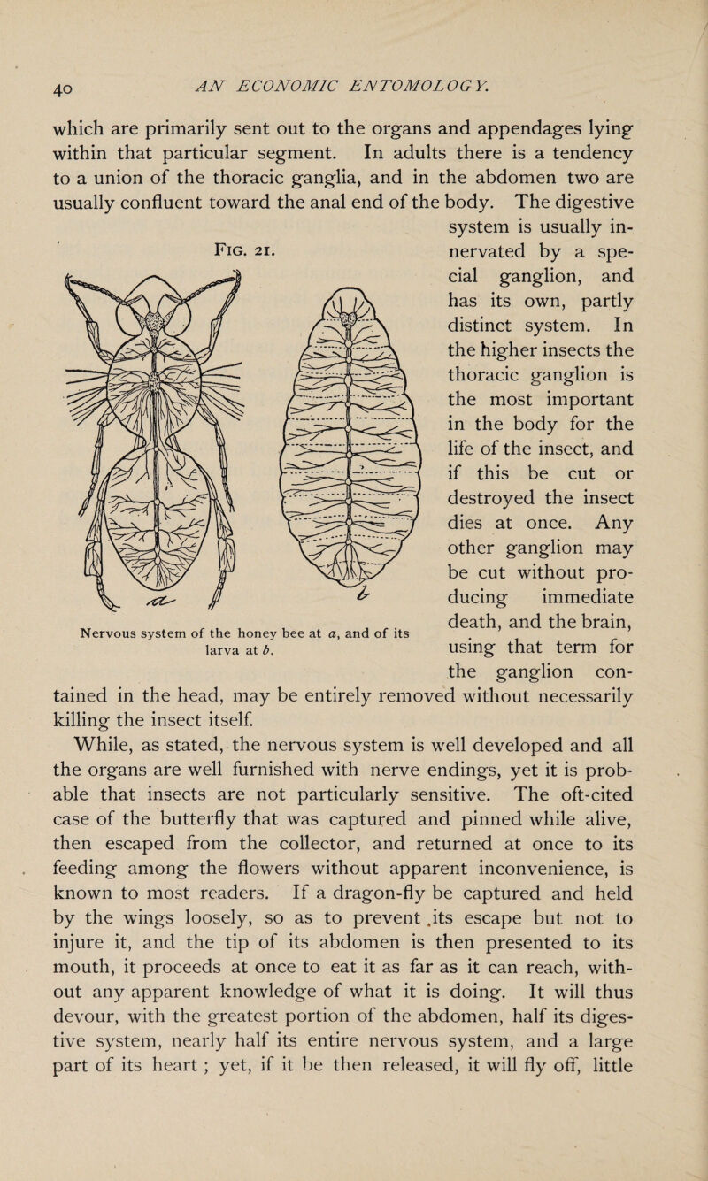 which are primarily sent out to the organs and appendages lying within that particular segment. In adults there is a tendency to a union of the thoracic ganglia, and in the abdomen two are usually confluent toward the anal end of the body. The digestive system is usually in¬ nervated by a spe¬ cial ganglion, and has its own, partly distinct system. In the higher insects the thoracic ganglion is the most important in the body for the life of the insect, and if this be cut or destroyed the insect dies at once. Any other ganglion may be cut without pro¬ ducing immediate death, and the brain, using that term for the ganglion con¬ tained in the head, may be entirely removed without necessarily killing the insect itself. While, as stated, the nervous system is well developed and all the organs are well furnished with nerve endings, yet it is prob¬ able that insects are not particularly sensitive. The oft-cited case of the butterfly that was captured and pinned while alive, then escaped from the collector, and returned at once to its feeding among the flowers without apparent inconvenience, is known to most readers. If a dragon-fly be captured and held by the wings loosely, so as to prevent .its escape but not to injure it, and the tip of its abdomen is then presented to its mouth, it proceeds at once to eat it as far as it can reach, with¬ out any apparent knowledge of what it is doing. It will thus devour, with the greatest portion of the abdomen, half its diges¬ tive system, nearly half its entire nervous system, and a large part of its heart; yet, if it be then released, it will fly off, little Fig. 21. Nervous system of the honey bee at a, and of its larva at b.