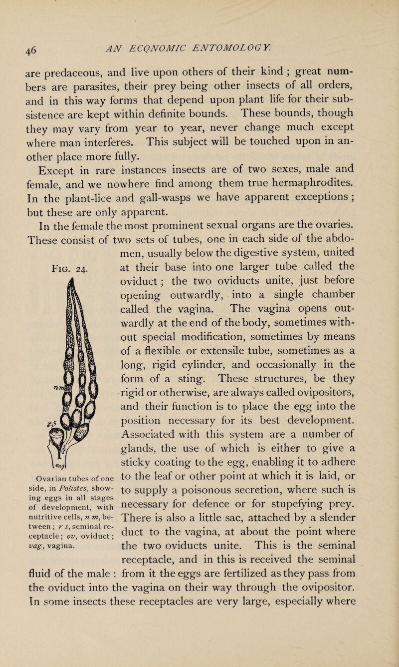 Fig. 24. are predaceous, and live upon others of their kind ; great num¬ bers are parasites, their prey being other insects of all orders, and in this way forms that depend upon plant life for their sub¬ sistence are kept within definite bounds. These bounds, though they may vary from year to year, never change much except where man interferes. This subject will be touched upon in an¬ other place more fully. Except in rare instances insects are of two sexes, male and female, and we nowhere find among them true hermaphrodites. In the plant-lice and gall-wasps we have apparent exceptions ; but these are only apparent. In the female the most prominent sexual organs are the ovaries. These consist of two sets of tubes, one in each side of the abdo¬ men, usually below the digestive system, united at their base into one larger tube called the oviduct; the two oviducts unite, just before opening outwardly, into a single chamber called the vagina. The vagina opens out¬ wardly at the end of the body, sometimes with¬ out special modification, sometimes by means of a flexible or extensile tube, sometimes as a long, rigid cylinder, and occasionally in the form of a sting. These structures, be they rigid or otherwise, are always called ovipositors, and their function is to place the egg into the position necessary for its best development. Associated with this system are a number of glands, the use of which is either to give a sticky coating to the egg, enabling it to adhere to the leaf or other point at which it is laid, or to supply a poisonous secretion, where such is necessary for defence or for stupefying prey. There is also a little sac, attached by a slender duct to the vagina, at about the point where the two oviducts unite. This is the seminal receptacle, and in this is received the seminal fluid of the male : from it the eggs are fertilized as they pass from the oviduct into the vagina on their way through the ovipositor. In some insects these receptacles are very large, especially where Ovarian tubes of one side, in Polistes, show¬ ing eggs in all stages of development, with nutritive cells, n m, be¬ tween ; r s, seminal re¬ ceptacle ; ov, oviduct; vag, vagina.
