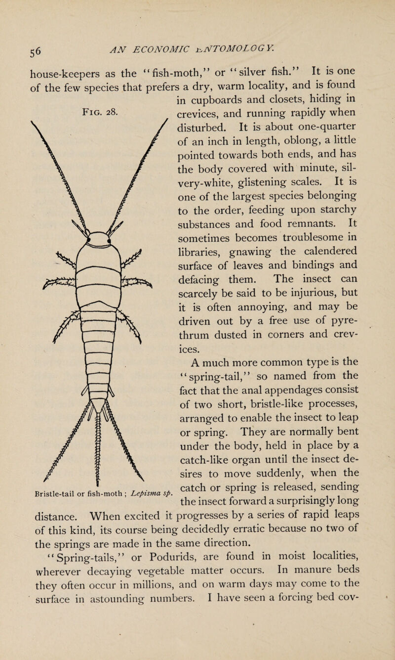 house-keepers as the “fish-moth,” or “silver fish.” It is one of the few species that prefers a dry, warm locality, and is found in cupboards and closets, hiding in Fig. 28. crevices, and running rapidly when disturbed. It is about one-quarter of an inch in length, oblong, a little pointed towards both ends, and has the body covered with minute, sil¬ very-white, glistening scales. It is one of the largest species belonging to the order, feeding upon starchy substances and food remnants. It sometimes becomes troublesome in libraries, gnawing the calendered surface of leaves and bindings and defacing them. The insect can scarcely be said to be injurious, but it is often annoying, and may be driven out by a free use of pyre- thrum dusted in corners and crev¬ ices. A much more common type is the “spring-tail,” so named from the fact that the anal appendages consist of two short, bristle-like processes, arranged to enable the insect to leap or spring. They are normally bent under the body, held in place by a catch-like organ until the insect de¬ sires to move suddenly, when the „ . , [ .. y . • . catch or spring is released, sending the insect forward a surprisingly long distance. When excited it progresses by a series of rapid leaps of this kind, its course being decidedly erratic because no two of the springs are made in the same direction. “Spring-tails,” or Podurids, are found in moist localities, wherever decaying vegetable matter occurs. In manure beds they often occur in millions, and on warm days may come to the surface in astounding numbers. I have seen a forcing bed cov-
