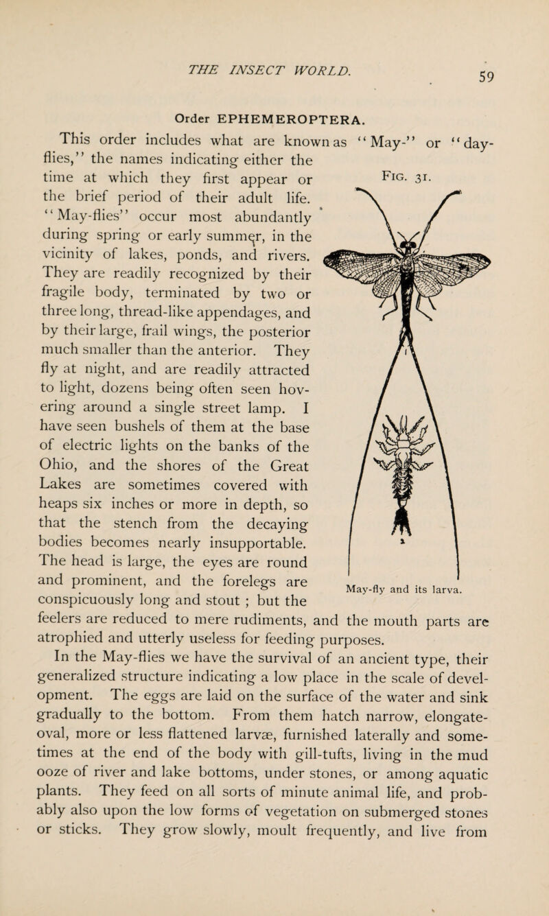 59 Fig. 31. Order EPHEMEROPTERA. This order includes what are known as “May-” or “day- flies,” the names indicating either the time at which they first appear or the brief period of their adult life. “May-flies” occur most abundantly during spring or early summer, in the vicinity of lakes, ponds, and rivers. They are readily recognized by their fragile body, terminated by two or three long, thread-like appendages, and by their large, frail wings, the posterior much smaller than the anterior. They fly at night, and are readily attracted to light, dozens being often seen hov¬ ering around a single street lamp. I have seen bushels of them at the base of electric lights on the banks of the Ohio, and the shores of the Great Lakes are sometimes covered with heaps six inches or more in depth, so that the stench from the decaying bodies becomes nearly insupportable. I he head is large, the eyes are round and prominent, and the forelegs are conspicuously long and stout ; but the feelers are reduced to mere rudiments, and the mouth parts are atrophied and utterly useless for feeding purposes. In the May-flies we have the survival of an ancient type, their generalized structure indicating a low place in the scale of devel¬ opment. The eggs are laid on the surface of the water and sink gradually to the bottom. From them hatch narrow, elongate- oval, more or less flattened larvae, furnished laterally and some¬ times at the end of the body with gill-tufts, living in the mud ooze of river and lake bottoms, under stones, or among aquatic plants. They feed on all sorts of minute animal life, and prob¬ ably also upon the low forms of vegetation on submerged stones or sticks. They grow slowly, moult frequently, and live from May-fly and its larva.
