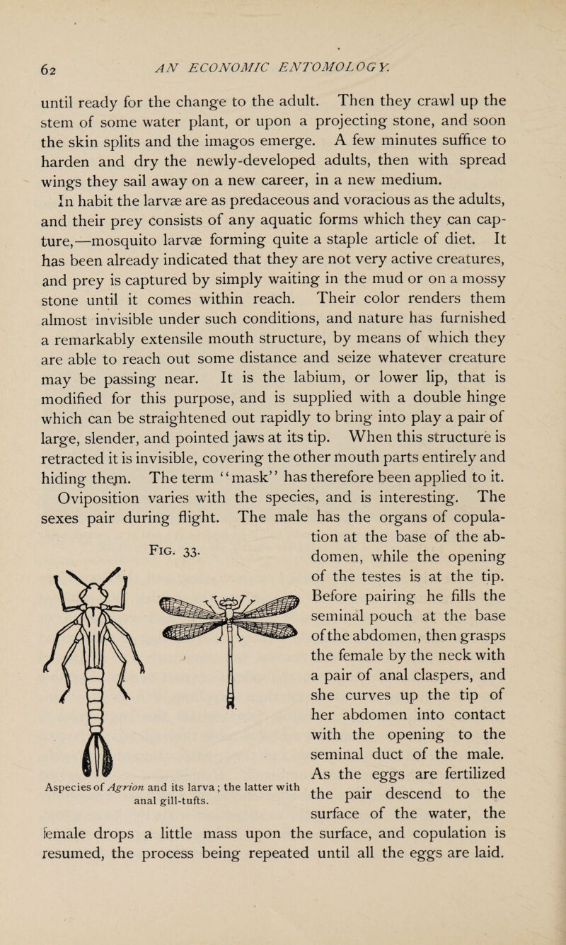 until ready for the change to the adult. Then they crawl up the stem of some water plant, or upon a projecting stone, and soon the skin splits and the imagos emerge. A few minutes suffice to harden and dry the newly-developed adults, then with spread wings they sail away on a new career, in a new medium. In habit the larvae are as predaceous and voracious as the adults, and their prey consists of any aquatic forms which they can cap¬ ture,—mosquito larvae forming quite a staple article of diet. It has been already indicated that they are not very active creatures, and prey is captured by simply waiting in the mud or on a mossy stone until it comes within reach. Their color renders them almost invisible under such conditions, and nature has furnished a remarkably extensile mouth structure, by means of which they are able to reach out some distance and seize whatever creature may be passing near. It is the labium, or lower lip, that is modified for this purpose, and is supplied with a double hinge which can be straightened out rapidly to bring into play a pair of large, slender, and pointed jaws at its tip. When this structure is retracted it is invisible, covering the other mouth parts entirely and hiding thejn. The term ‘ ‘ mask’ ’ has therefore been applied to it. Oviposition varies with the species, and is interesting. The sexes pair during flight. The male has the organs of copula¬ tion at the base of the ab¬ domen, while the opening of the testes is at the tip. Before pairing he fills the seminal pouch at the base of the abdomen, then grasps the female by the neck with a pair of anal claspers, and she curves up the tip of her abdomen into contact with the opening to the seminal duct of the male. As the eggs are fertilized the pair descend to the surface of the water, the female drops a little mass upon the surface, and copulation is resumed, the process being repeated until all the eggs are laid. Fig. 33. Aspeciesof Agrion and its larva; the latter with anal gill-tufts.