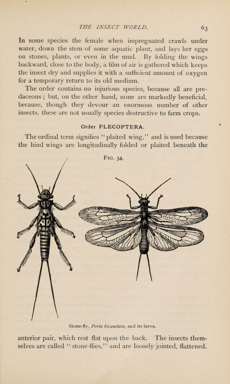 In some species the female when impregnated crawls under water, down the stem of some aquatic plant, and lays her eggs on stones, plants, or even in the mud. By folding the wings backward, close to the body, a film of air is gathered which keeps the insect dry and supplies it with a sufficient amount of oxygen for a temporary return to its old medium. The order contains no injurious species, because all are pre¬ daceous ; but, on the other hand, none are markedly beneficial, because, though they devour an enormous number of other insects, these are not usually species destructive to farm crops. Order PLECOPTERA. The ordinal term signifies “ plaited wing,” and is used because the hind wings are longitudinally folded or plaited beneath the Fig. 34. Stone-fly, Perla bicaudata, and its larva. anterior pair, which rest flat upon the back. The insects them¬ selves are called “stone-flies,” and are loosely jointed, flattened.