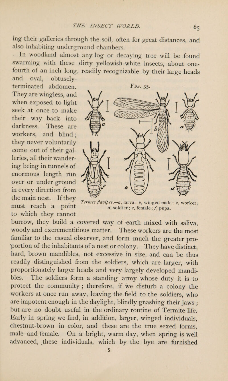 ing their galleries through the soil, often for great distances, and also inhabiting underground chambers. In woodland almost any log or decaying tree will be found swarming with these dirty yellowish-white insects, about one- fourth of an inch long, readily recognizable by their large heads and oval, obtusely- terminated abdomen. They are wingless, and when exposed to light seek at once to make their way back into darkness. These are workers, and blind; they never voluntarily come out of their gal¬ leries, all their wander¬ ing being in tunnels of enormous length run over or under ground in every direction from the main nest. If they must reach a point to which they cannot burrow, they build a covered way of earth mixed with saliva, woody and excrementitious matter. These workers are the most familiar to the casual observer, and form much the greater pro¬ portion of the inhabitants of a nest or colony. They have distinct, hard, brown mandibles, not excessive in size, and can be thus readily distinguished from the soldiers, which are larger, with proportionately larger heads and very largely developed mandi¬ bles. The soldiers form a standing army whose duty it is to protect the community ; therefore, if we disturb a colony the workers at once run away, leaving the field to the soldiers, who are impotent enough in the daylight, blindly gnashing their jaws ; but are no doubt useful in the ordinary routine of Termite life. Early in spring we find, in addition, larger, winged individuals, chestnut-brown in color, and these are the true sexed forms, male and female. On a bright, warm day, when spring is well advanced, these individuals, which by the bye are furnished 5 Fig. 35. Termesflavipes.—a, larva; by winged male; c, worker; d, soldier; e, female;/', pupa.