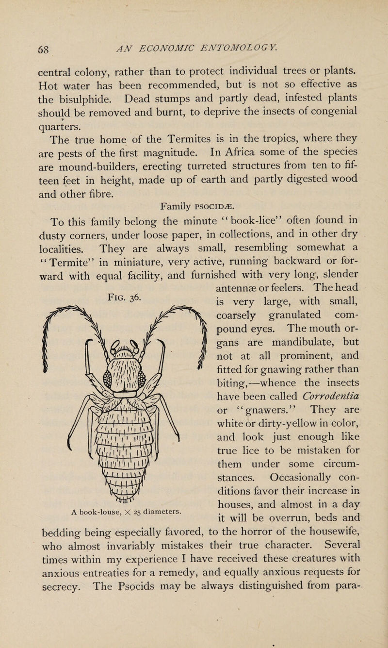 central colony, rather than to protect individual trees or plants. Hot water has been recommended, but is not so effective as the bisulphide. Dead stumps and partly dead, infested plants should be removed and burnt, to deprive the insects of congenial * quarters. The true home of the Termites is in the tropics, where they are pests of the first magnitude. In Africa some of the species are mound-builders, erecting turreted structures from ten to fif¬ teen feet in height, made up of earth and partly digested wood and other fibre. Family psocid^e. To this family belong the minute “book-lice” often found in dusty corners, under loose paper, in collections, and in other dry localities. They are always small, resembling somewhat a ‘ ‘ Termite’ ’ in miniature, very active, running backward or for¬ ward with equal facility, and furnished with very long, slender antennae or feelers. The head is very large, with small, coarsely granulated com¬ pound eyes. The mouth or¬ gans are mandibulate, but not at all prominent, and fitted for gnawing rather than biting,—whence the insects have been called Corrodentia or “gnawers.” They are white or dirty-yellow in color, and look just enough like true lice to be mistaken for them under some circum¬ stances. Occasionally con¬ ditions favor their increase in houses, and almost in a day it will be overrun, beds and bedding being especially favored, to the horror of the housewife, who almost invariably mistakes their true character. Several times within my experience I have received these creatures with anxious entreaties for a remedy, and equally anxious requests for secrecy. The Psocids may be always distinguished from para- Fig. 36.