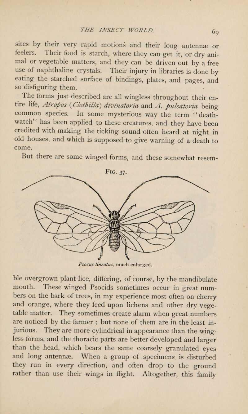 6 9 sites by their very rapid motions and their long antennae or feelers. 1 heir food is starch, where they can get it, or dry ani¬ mal or vegetable matters, and they can be driven out by a free use of naphthaline crystals. Their injury in libraries is done by eating the starched surface of bindings, plates, and pages, and so disfiguring them. The forms just described are all wingless throughout their en¬ tire life, Atropos (Clothilla) divinatoria and A. pulsatoria being common species. In some mysterious way the term “death- watch has been applied to these creatures, and they have been credited with making the ticking sound often heard at night in old houses, and which is supposed to give warning of a death to come. But there are some winged forms, and these somewhat resem- Fig. 37. Psocus lineatus, much enlarged. ble overgrown plant-lice, differing, of course, by the mandibulate mouth. These winged Psocids sometimes occur in great num¬ bers on the bark of trees, in my experience most often on cherry and orange, where they feed upon lichens and other dry vege¬ table matter. They sometimes create alarm when great numbers are noticed by the farmer ; but none of them are in the least in¬ jurious. They are more cylindrical in appearance than the wing¬ less forms, and the thoracic parts are better developed and larger than the head, which bears the same coarsely granulated eyes and long antennae. When a group of specimens is disturbed they run in every direction, and often drop to the ground rather than use their wings in flight. Altogether, this family