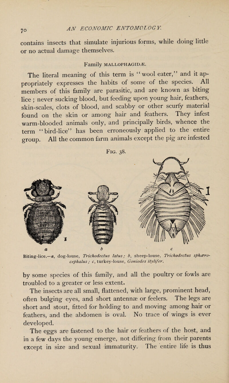 7° contains insects that simulate injurious forms, while doing little or no actual damage themselves. Family mallophagid^e. The literal meaning of this term is “wool eater,” and it ap¬ propriately expresses the habits of some of the species. All members of this family are parasitic, and are known as biting lice ; never sucking blood, but feeding upon young hair, feathers, skin-scales, clots of blood, and scabby or other scurfy material found on the skin or among hair and feathers. They infest warm-blooded animals only, and principally birds, whence the term “bird-lice” has been erroneously applied to the entire group. All the common farm animals except the pig are infested Fig. 38. a b c Biting-lice.—a, dog-louse, Trichodectus latus; b, sheep-louse, Trichodectus sphcero- cephalus ; c, turkey-louse, Goniodes sty lifer. by some species of this family, and all the poultry or fowls are troubled to a greater or less extent. The insects are all small, flattened, with large, prominent head, often bulging eyes, and short antennae or feelers. The legs are short and stout, fitted for holding to and moving among hair or feathers, and the abdomen is oval. No trace of wings is ever developed. The eggs are fastened to the hair or feathers of the host, and in a few days the young emerge, not differing from their parents except in size and sexual immaturity. The entire life is thus