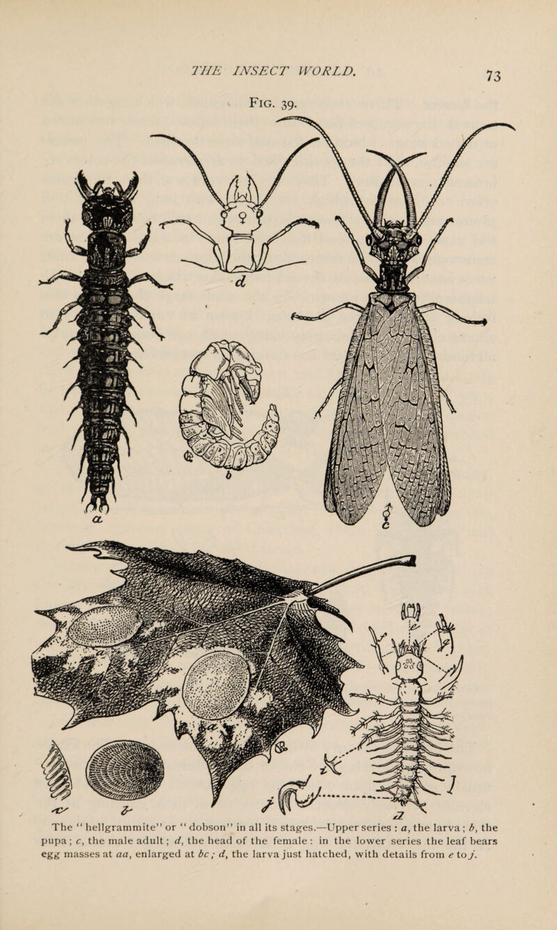 Fig. 39. The “ hellgrammite” or “ dobson” in all its stages.—Upper series : a, the larva; b, the pupa; c, the male adult; d, the head of the female : in the lower series the leaf bears egg masses at aa, enlarged at be; d, the larva just hatched, with details from e to j.