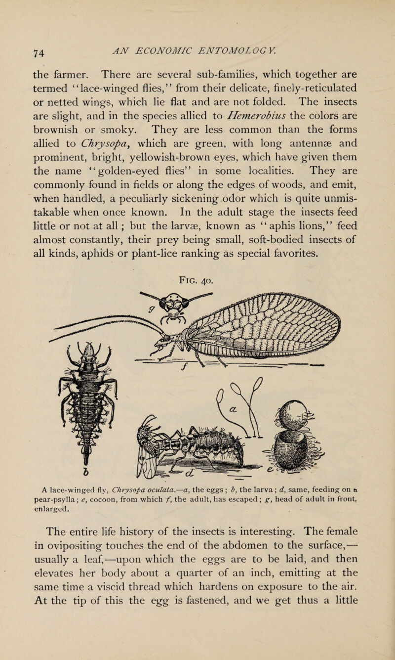 the farmer. There are several sub-families, which together are termed “lace-winged flies,’’ from their delicate, finely-reticulated or netted wings, which lie flat and are not folded. The insects are slight, and in the species allied to Hemerobius the colors are brownish or smoky. They are less common than the forms allied to Chrysopa, which are green, with long antennae and prominent, bright, yellowish-brown eyes, which have given them the name “golden-eyed flies’’ in some localities. They are commonly found in fields or along the edges of woods, and emit, when handled, a peculiarly sickening odor which is quite unmis¬ takable when once known. In the adult stage the insects feed little or not at all; but the larvae, known as “ aphis lions,’’ feed almost constantly, their prey being small, soft-bodied insects of all kinds, aphids or plant-lice ranking as special favorites. Fig. 40. A lace-winged fly, Chrysopa oculata.—a, the eggs ; b, the larva; d, same, feeding on a pear-psylla; e, cocoon, from which f, the adult, has escaped ; g, head of adult in front, enlarged. The entire life history of the insects is interesting. The female in ovipositing touches the end of the abdomen to the surface,— usually a leaf,—upon which the eggs are to be laid, and then elevates her body about a quarter of an inch, emitting at the same time a viscid thread which hardens on exposure to the air. At the tip of this the egg is fastened, and we get thus a little