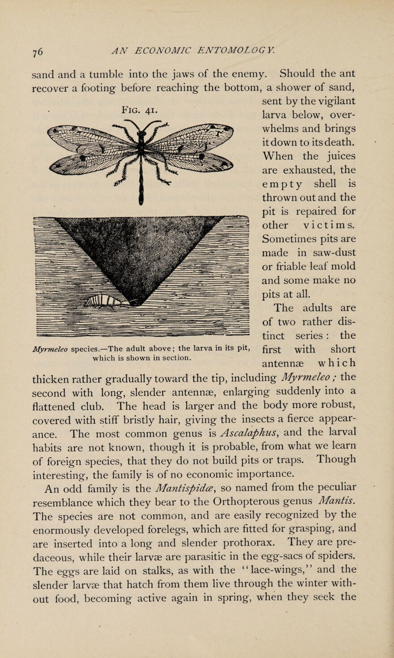 sand and a tumble into the jaws of the enemy. Should the ant recover a footing before reaching the bottom, a shower of sand, sent by the vigilant larva below, over¬ whelms and brings it down to its death. When the juices are exhausted, the empty shell is thrown out and the pit is repaired for other victims. Sometimes pits are made in saw-dust or friable leaf mold and some make no pits at all. The adults are of two rather dis¬ tinct series : the first with short antennae which thicken rather gradually toward the tip, including Myrmeleo ; the second with long, slender antennae, enlarging suddenly into a flattened club. The head is larger and the body more robust, covered with stiff bristly hair, giving the insects a fierce appear¬ ance. The most common genus is Ascalaphus, and the larval habits are not known, though it is probable, from what we learn of foreign species, that they do not build pits or traps. Though interesting, the family is of no economic importance. An odd family is the MantispicLcs, so named from the peculiar resemblance which they bear to the Orthopterous genus Mantis. The species are not common, and are easily recognized by the enormously developed forelegs, which are fitted for grasping, and are inserted into a long and slender prothorax. They are pre¬ daceous, while their larvae are parasitic in the egg-sacs of spiders. The eggs are laid on stalks, as with the “lace-wings,” and the slender larvae that hatch from them live through the winter with¬ out food, becoming active again in spring, when they seek the Fig. 41. Myrmeleo species.—The adult above; the larva in its pit, which is shown in section.