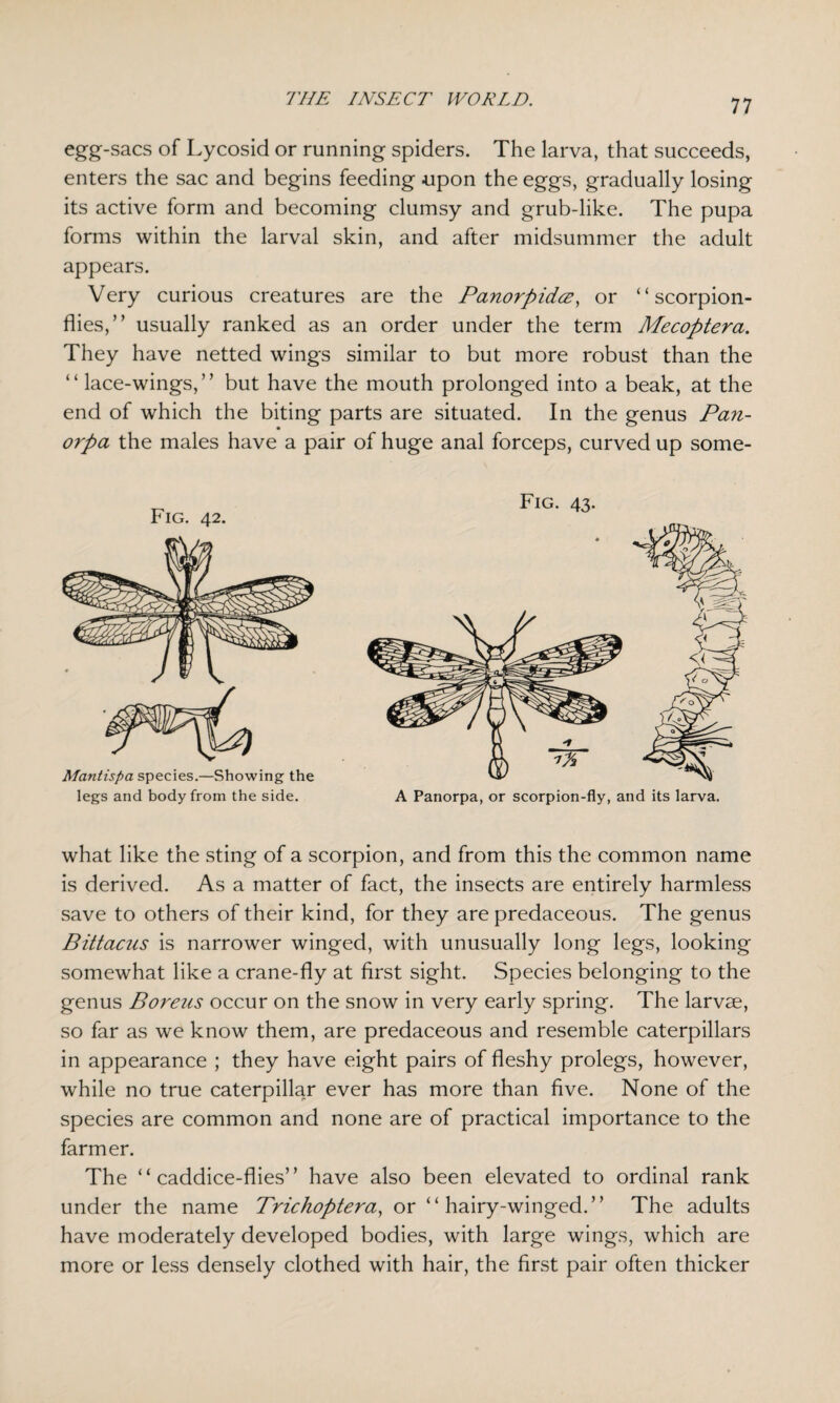 egg-sacs of Lycosid or running spiders. The larva, that succeeds, enters the sac and begins feeding upon the eggs, gradually losing its active form and becoming clumsy and grub-like. The pupa forms within the larval skin, and after midsummer the adult appears. Very curious creatures are the Panorpidcz, or “scorpion- flies,” usually ranked as an order under the term Mecoptera. They have netted wings similar to but more robust than the “ lace-wings,” but have the mouth prolonged into a beak, at the end of which the biting parts are situated. In the genus Pan- orpa the males have a pair of huge anal forceps, curved up some- Fig. 42. Mantispa species.—Showing the legs and body from the side. Fig. 43. A Panorpa, or scorpion-fly, and its larva. what like the sting of a scorpion, and from this the common name is derived. As a matter of fact, the insects are entirely harmless save to others of their kind, for they are predaceous. The genus Bittacus is narrower winged, with unusually long legs, looking somewhat like a crane-fly at first sight. Species belonging to the genus Borens occur on the snow in very early spring. The larvae, so far as we know them, are predaceous and resemble caterpillars in appearance ; they have eight pairs of fleshy prolegs, however, while no true caterpillar ever has more than five. None of the species are common and none are of practical importance to the farmer. The “ caddice-flies” have also been elevated to ordinal rank under the name Trichoptera, or “hairy-winged.” The adults have moderately developed bodies, with large wings, which are more or less densely clothed with hair, the first pair often thicker