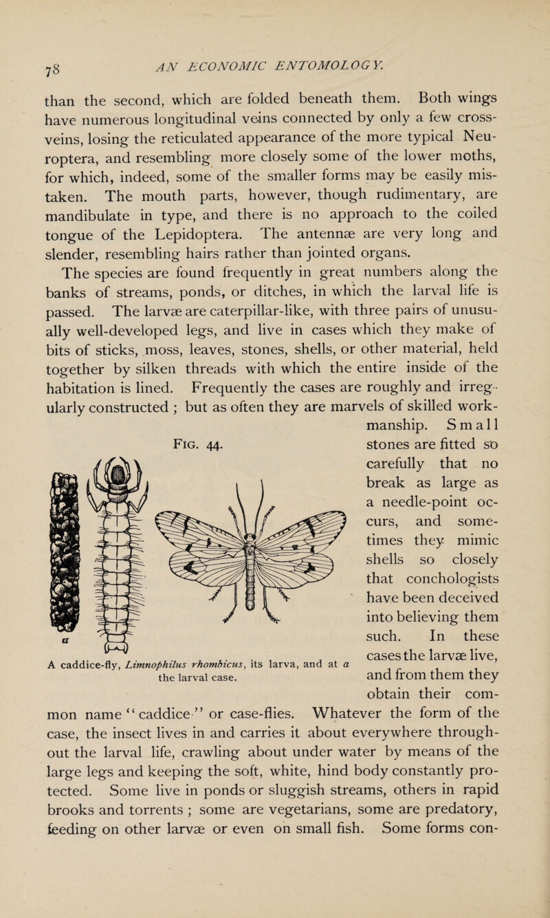 than the second, which are folded beneath them. Both wings have numerous longitudinal veins connected by only a few cross¬ veins, losing the reticulated appearance of the more typical Neu- roptera, and resembling more closely some of the lower moths, for which, indeed, some of the smaller forms may be easily mis¬ taken. The mouth parts, however, though rudimentary, are mandibulate in type, and there is no approach to the coiled tongue of the Lepidoptera. The antennae are very long and slender, resembling hairs rather than jointed organs. The species are found frequently in great numbers along the banks of streams, ponds, or ditches, in which the larval life is passed. The larvae are caterpillar-like, with three pairs of unusu¬ ally well-developed legs, and live in cases which they make of bits of sticks, moss, leaves, stones, shells, or other material, held together by silken threads with which the entire inside ot the habitation is lined. Frequently the cases are roughly and irreg ¬ ularly constructed ; but as often they are marvels of skilled work¬ manship. Small Fig. 44. stones are fitted so carefully that no break as large as a needle-point oc¬ curs, and some¬ times they mimic shells so closely that conchologists have been deceived into believing them such. In these cases the larvae live, and from them they obtain their com¬ mon name “ caddice ” or case-flies. Whatever the form of the case, the insect lives in and carries it about everywhere through¬ out the larval life, crawling about under water by means of the large legs and keeping the soft, white, hind body constantly pro¬ tected. Some live in ponds or sluggish streams, others in rapid brooks and torrents ; some are vegetarians, some are predatory, feeding on other larvae or even on small fish. Some forms con- A caddice-fly, Limnophilus rhombicus, its larva, and at a the larval case.