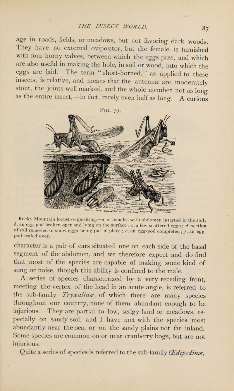 age in roads, fields, or meadows, but not favoring dark woods. They have no external ovipositor, but the female is furnished with four horny valves, between which the eggs pass, and which are also usehil in making the hole, in soil or wood, into which the eggs are laid. The term “short-horned,” as applied to these insects, is relative, and means that the antennae are moderately stout, the joints well marked, and the whole member not as long as the entire insect,—in fact, rarely even half as long. A curious Fig. 53. Rocky Mountain locust ovipositing.—a, a, females with abdomen inserted in the soil; b, an egg-pod broken open and lying on the surface; c, a few scattered eggs ; d, section of soil removed to show eggs being put in place ; an egg-pod completed ; /, an egg- pod sealed over. character is a pair of ears situated one on each side of the basal segment of the abdomen, and we therefore expect and do find that most of the species are capable of making some kind of song or noise, though this ability is confined to the male. A series of species characterized by a very receding front, meeting the vertex of the head in an acute angle, is referred to the sub-family Tryxalinee, of which there are many species throughout our country, none of them abundant enough to be injurious. They are partial to low, sedgy land or meadows, es¬ pecially on sandy soil, and I have met with the species most abundantly near the sea, or on the sandy plains not far inland. Some species are common on or near cranberry bogs, but are not injurious. Quite a series of species is referred to the sub-family CEdipodince,