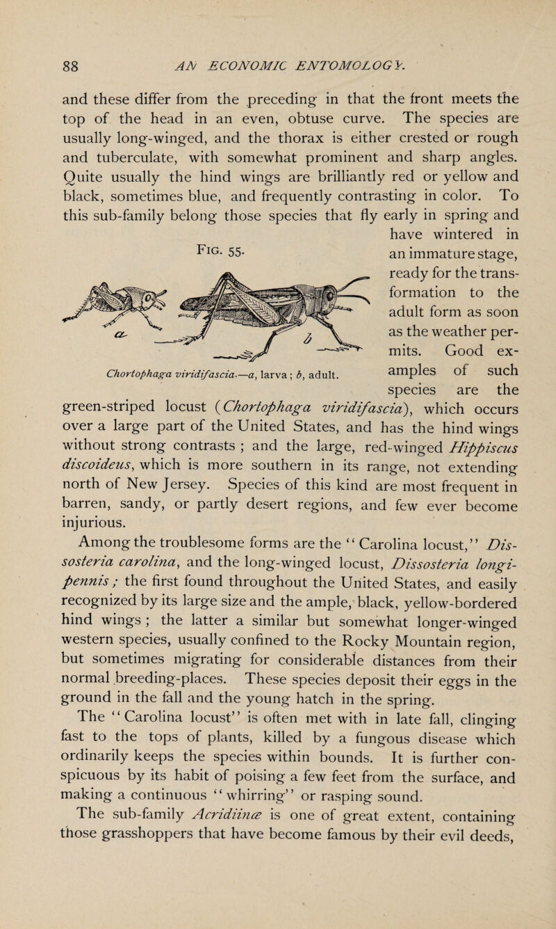 and these differ from the preceding in that the front meets the top of the head in an even, obtuse curve. The species are usually long-winged, and the thorax is either crested or rough and tuberculate, with somewhat prominent and sharp angles. Quite usually the hind wings are brilliantly red or yellow and black, sometimes blue, and frequently contrasting in color. To this sub-family belong those species that fly early in spring and have wintered in an immature stage, ready for the trans¬ formation to the adult form as soon as the weather per¬ mits. Good ex¬ amples of such species are the Fig. 55. Chortophaga viridifascia■—a, larva ; b, adult. green-striped locust (Chortophaga viridifascia), which occurs over a large part of the United States, and has the hind wings without strong contrasts ; and the large, red-winged Hippiscus discoideus, which is more southern in its range, not extending north of New Jersey. Species of this kind are most frequent in barren, sandy, or partly desert regions, and few ever become injurious. Among the troublesome forms are the “Carolina locust,” Dis- sosteria Carolina, and the long-winged locust, Dissosteria longi- pennis; the first found throughout the United States, and easily recognized by its large size and the ample, black, yellow-bordered hind wings ; the latter a similar but somewhat longer-winged western species, usually confined to the Rocky Mountain region, but sometimes migrating for considerable distances from their normal breeding-places. These species deposit their eggs in the ground in the fall and the young hatch in the spring. The “Carolina locust” is often met with in late fall, clinging fast to the tops of plants, killed by a fungous disease which ordinarily keeps the species within bounds. It is further con¬ spicuous by its habit of poising a few feet from the surface, and making a continuous “whirring” or rasping sound. The sub-family Acridiincz is one of great extent, containing those grasshoppers that have become famous by their evil deeds,
