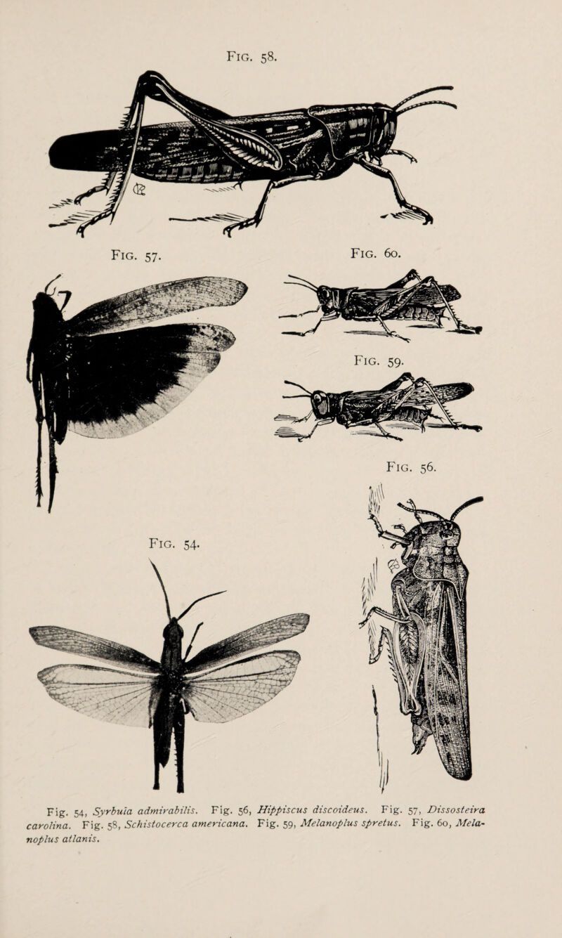 Fig. 58. Fig. 54, Syrbuia admirabilis. Fig. 56, Hippiscus discoideus. Fig. 57, Dissosteira Carolina. Fig. 58, Schistocerca americana. Fig. 59, Melanoplus spretus. Fig. 60, Mela- noplus atlanis.