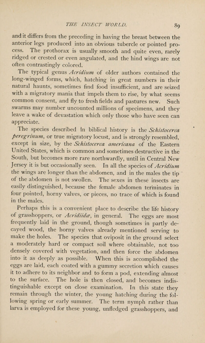 and it differs from the preceding- in having the breast between the anterior legs produced into an obvious tubercle or pointed pro¬ cess. The prothorax is usually smooth and quite even, rarely ridged or crested or even angulated, and the hind wings are not often contrastingly colored. The typical genus Acridium of older authors contained the long-winged forms, which, hatching in great numbers in their natural haunts, sometimes find food insufficient, and are seized with a migratory mania that impels them to rise, by what seems common consent, and fly to fresh fields and pastures new. Such swarms may number uncounted millions of specimens, and they leave a wake of devastation which only those who have seen can appreciate. The species described in biblical history is the Schistocerca peregrinum, or true migratory locust, and is strongly resembled, except in size, by the Schistocerca americana of the Eastern United States, which is common and sometimes destructive in the South, but becomes more rare northwardly, until in Central New Jersey it is but occasionally seen. In all the species of Acridium the wings are longer than the abdomen, and in the males the tip of the abdomen is not swollen. The sexes in these insects are easily distinguished, because the female abdomen terminates in four pointed, horny valves, or pieces, no trace of which is found in the males. Perhaps this is a convenient place to describe the life history of grasshoppers, or Acndiidce, in general. The eggs are most frequently laid in the ground, though sometimes in partly de¬ cayed wood, the horny valves already mentioned serving to make the holes. The species that oviposit in the ground select a moderately hard or compact soil where obtainable, not too densely covered with vegetation, and then force the abdomen into it as deeply as possible. When this is accomplished the eggs are laid, each coated with a gummy secretion which causes it to adhere to its neighbor and to form a pod, extending almost to the surface. The hole is then closed, and becomes indis¬ tinguishable except on close examination. In this state they remain through the winter, the young hatching during the fol¬ lowing spring or early summer. The term nymph rather than larva is employed for these young, unfledged grasshoppers, and