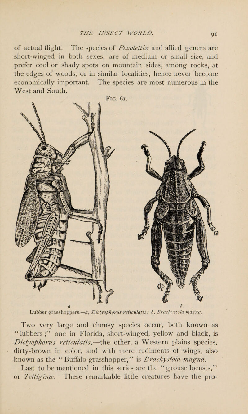 of actual flight. The species of Pezotettix and allied genera are short-winged in both sexes, are of medium or small size, and prefer cool or shady spots on mountain sides, among rocks, at the edges of woods, or in similar localities, hence never become economically important. The species are most numerous in the West and South. Fig. 61. Two very large and clumsy species occur, both known as “lubbers;” one in Florida, short-winged, yellow and black, is Dictyophorus reticulatis,—the other, a Western plains species, dirty-brown in color, and with mere rudiments of wings, also known as the “ Buffalo grasshopper,” is Brachystola magyia. Last to be mentioned in this series are the “grouse locusts,” or Tettigince. These remarkable little creatures have the pro-