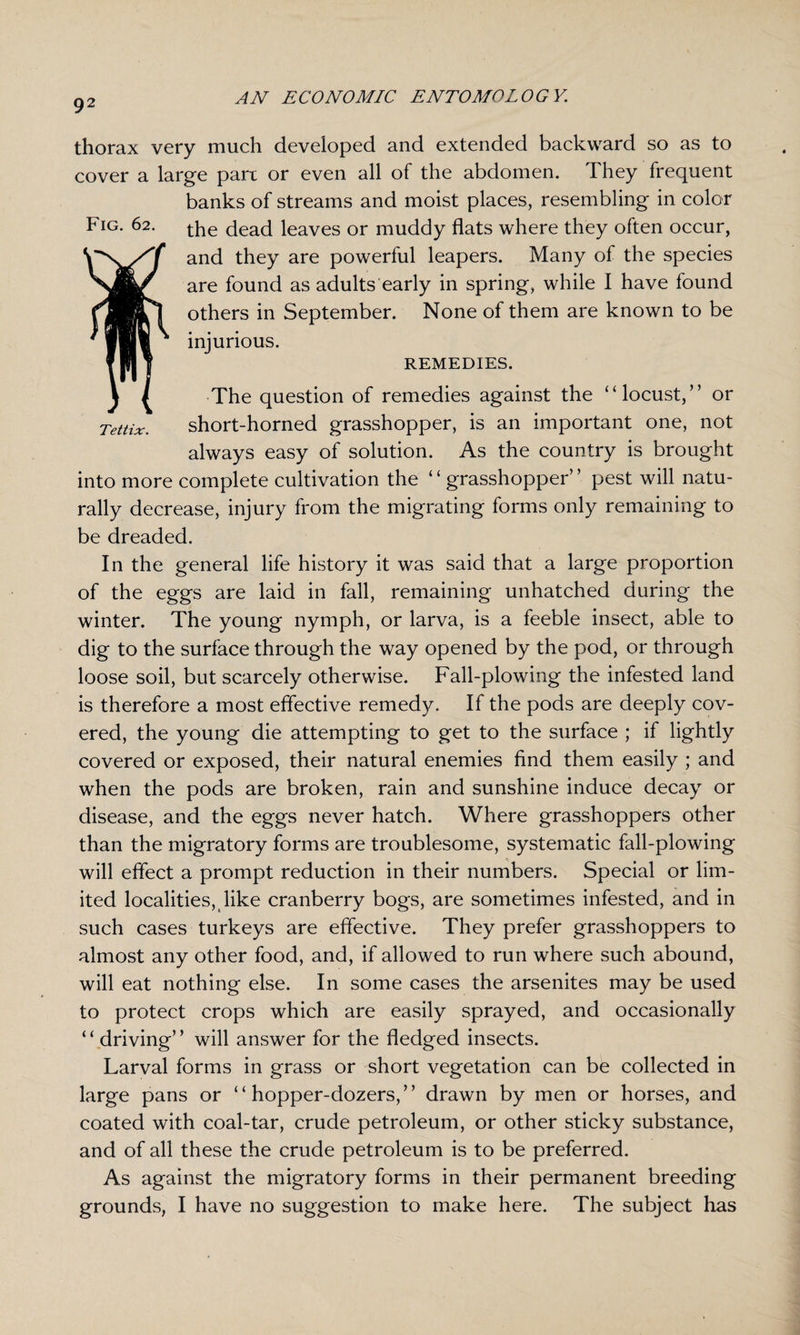 Fig. 62. thorax very much developed and extended backward so as to cover a large part or even all of the abdomen. They frequent banks of streams and moist places, resembling in color the dead leaves or muddy flats where they often occur, and they are powerful leapers. Many of the species are found as adults early in spring, while I have found others in September. None of them are known to be injurious. REMEDIES. The question of remedies against the “locust,” or Tettix. short-horned grasshopper, is an important one, not always easy of solution. As the country is brought into more complete cultivation the ‘ ‘ grasshopper’ ’ pest will natu¬ rally decrease, injury from the migrating forms only remaining to be dreaded. In the general life history it was said that a large proportion of the eggs are laid in fall, remaining unhatched during the winter. The young nymph, or larva, is a feeble insect, able to dig to the surface through the way opened by the pod, or through loose soil, but scarcely otherwise. Fall-plowing the infested land is therefore a most effective remedy. If the pods are deeply cov¬ ered, the young die attempting to get to the surface ; if lightly covered or exposed, their natural enemies find them easily ; and when the pods are broken, rain and sunshine induce decay or disease, and the eggs never hatch. Where grasshoppers other than the migratory forms are troublesome, systematic fall-plowing will effect a prompt reduction in their numbers. Special or lim¬ ited localities, like cranberry bogs, are sometimes infested, and in such cases turkeys are effective. They prefer grasshoppers to almost any other food, and, if allowed to run where such abound, will eat nothing else. In some cases the arsenites may be used to protect crops which are easily sprayed, and occasionally ‘ ‘ driving’ ’ will answer for the fledged insects. Larval forms in grass or short vegetation can be collected in large pans or “hopper-dozers,” drawn by men or horses, and coated with coal-tar, crude petroleum, or other sticky substance, and of all these the crude petroleum is to be preferred. As against the migratory forms in their permanent breeding grounds, I have no suggestion to make here. The subject has